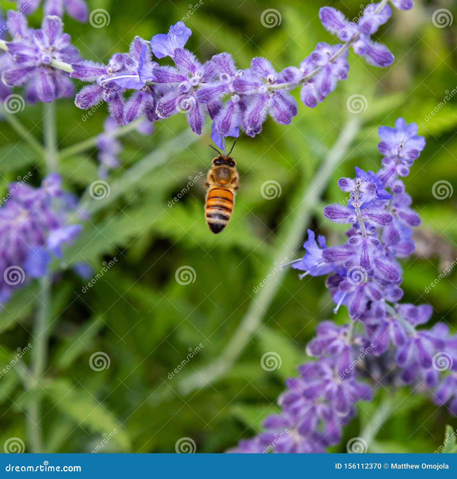Bumble bee on Russian sage stock photo. Image of marthas 156112370