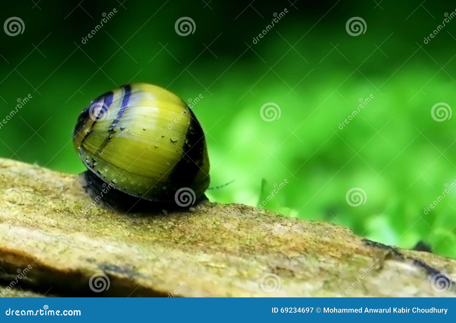 Bumble bee snail stock image. Image of nocturnal, bumble 69234697