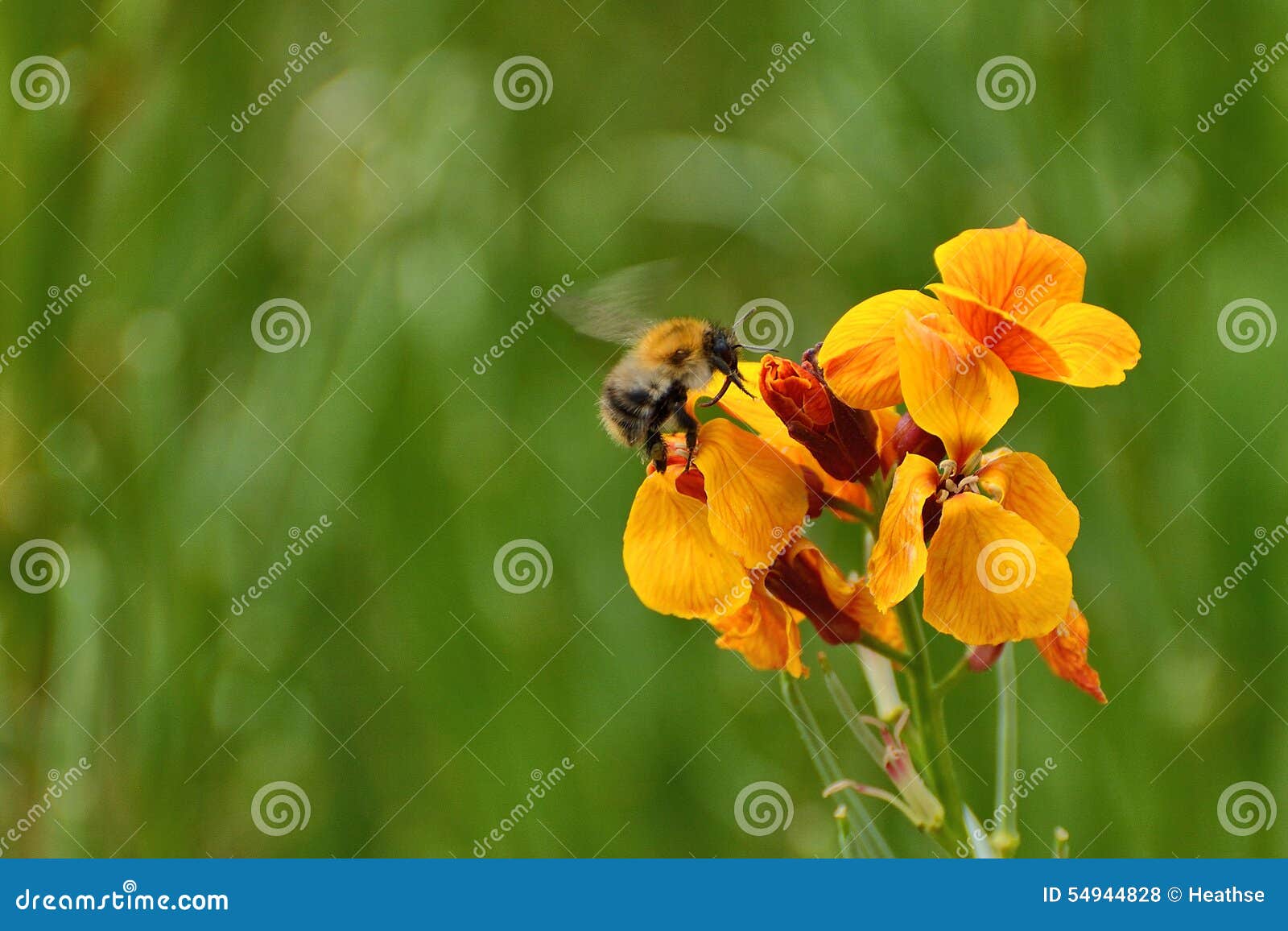 Bumble bee on wallflower stock photo. Image of yellow 54944828
