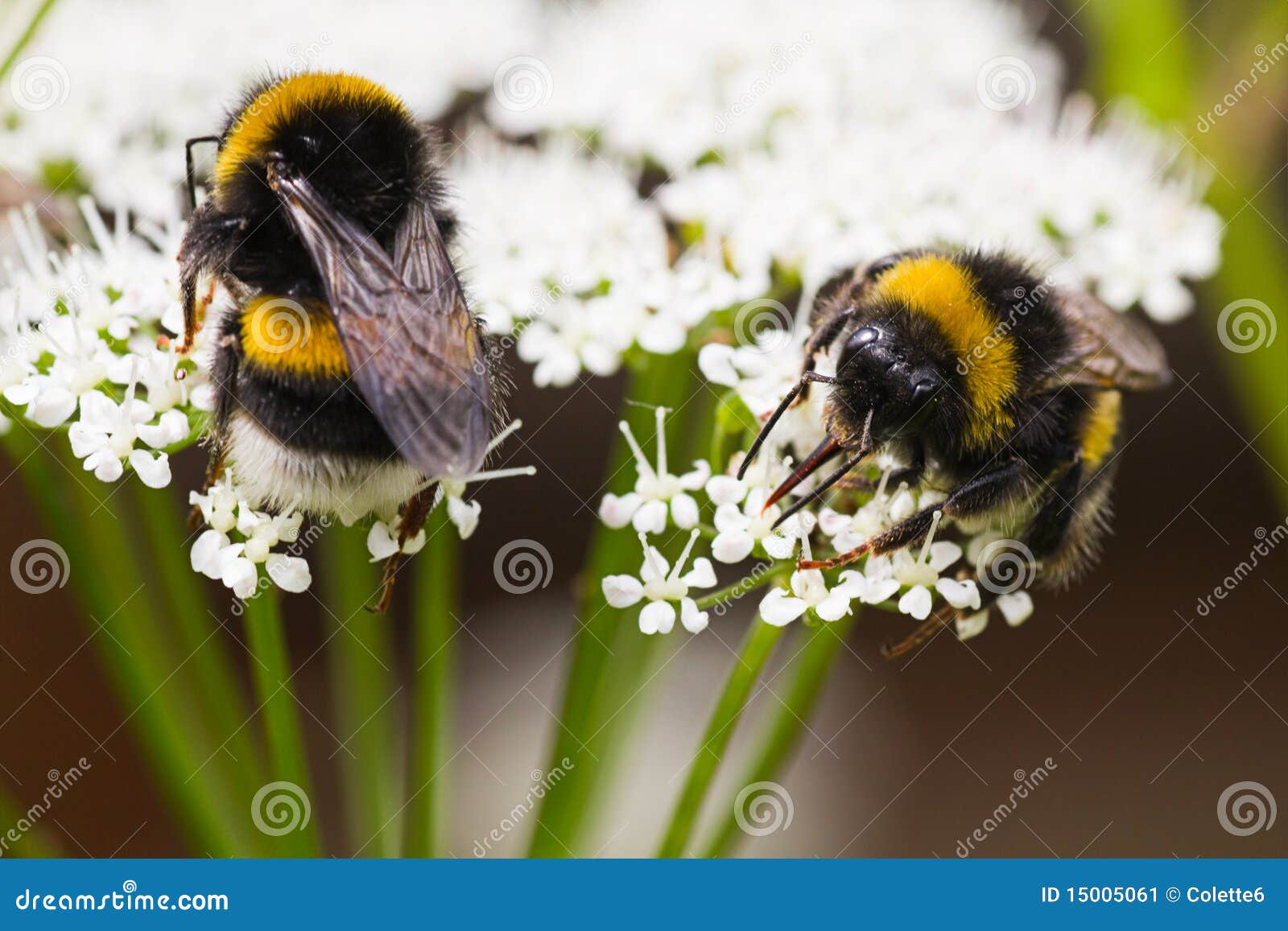 bumble bees busy gathering nectar in summer