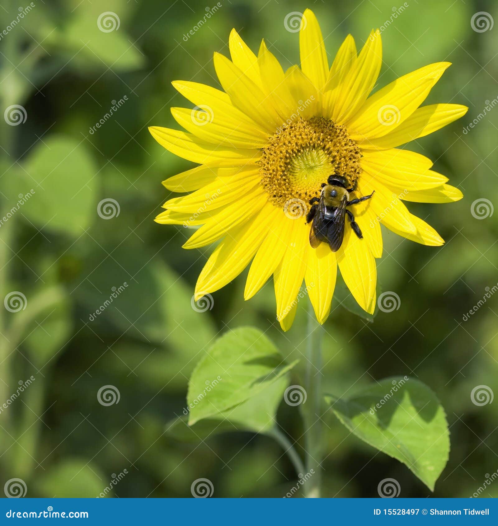 Bumble l'ape sul girasole. Primo piano di singolo girasole nel campo con l'ape che raccoglie coregone lavarello