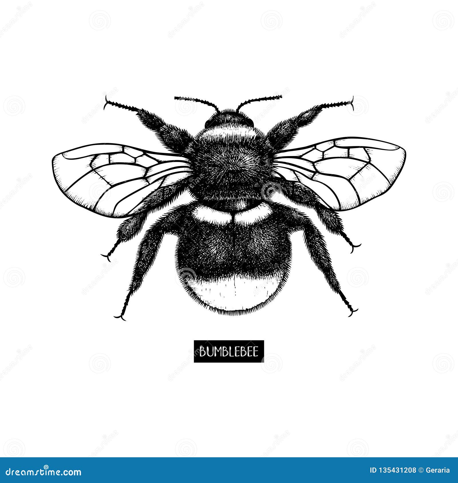  drawing of bumlebee. hand drawn insect sketch  on white. engraving style bumble bee s.