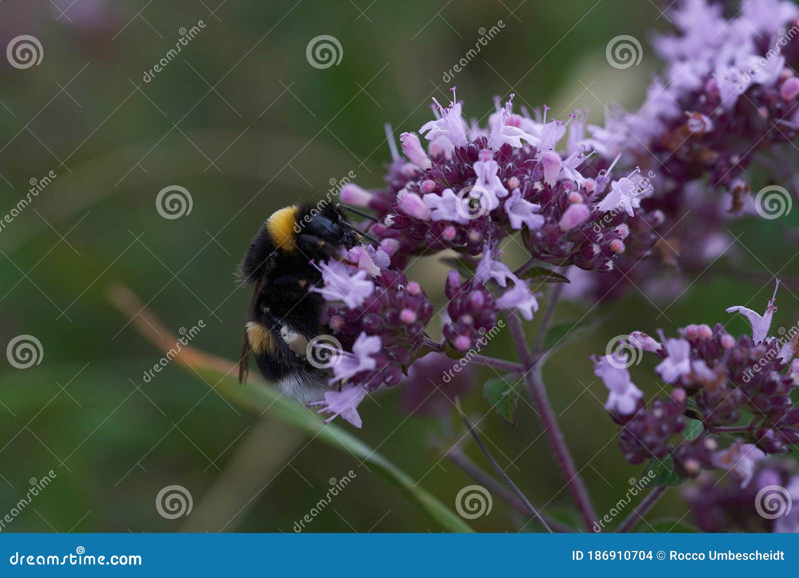 bumblebee bumble bee humble bombus apidae violet flower