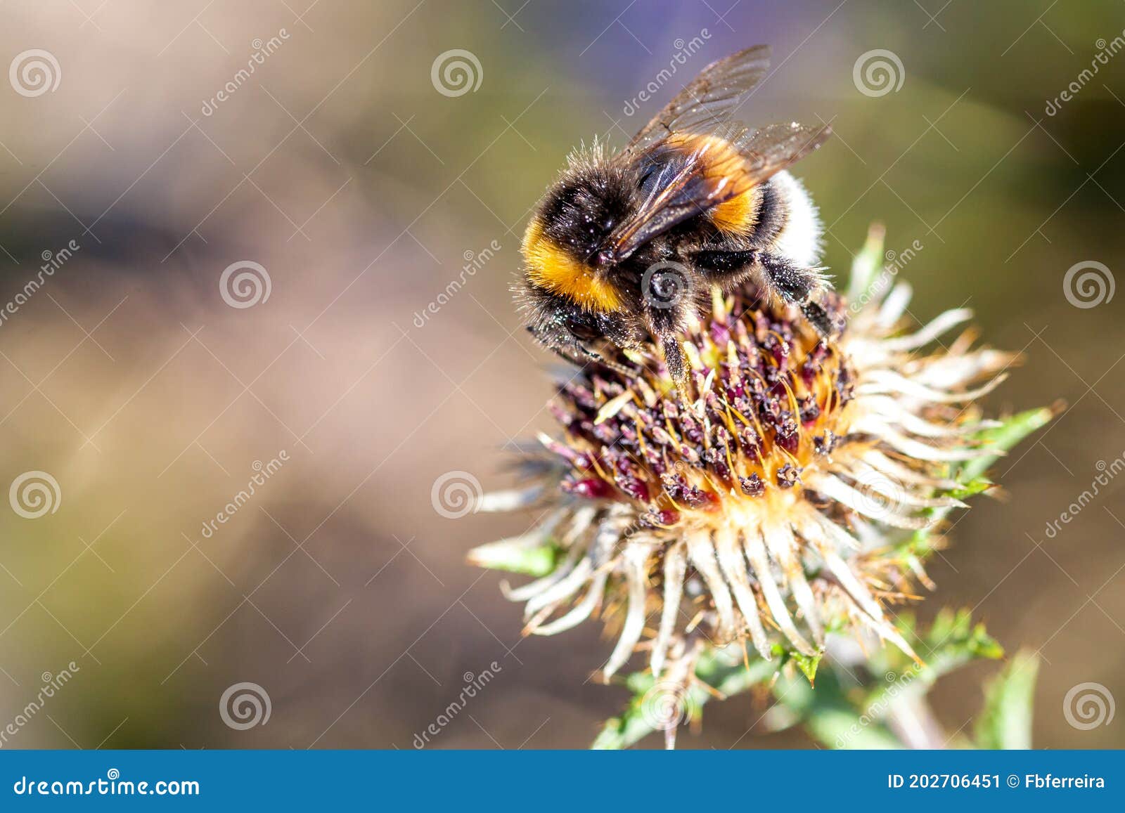 bumblebee covered with polen