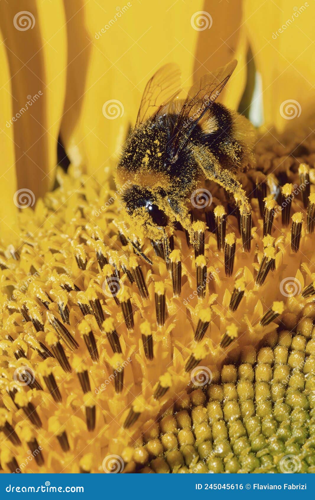 bumblebee covered in pollen on a sunflower