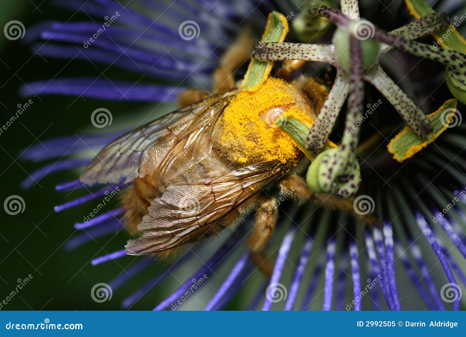 bumblebee drinking nectar