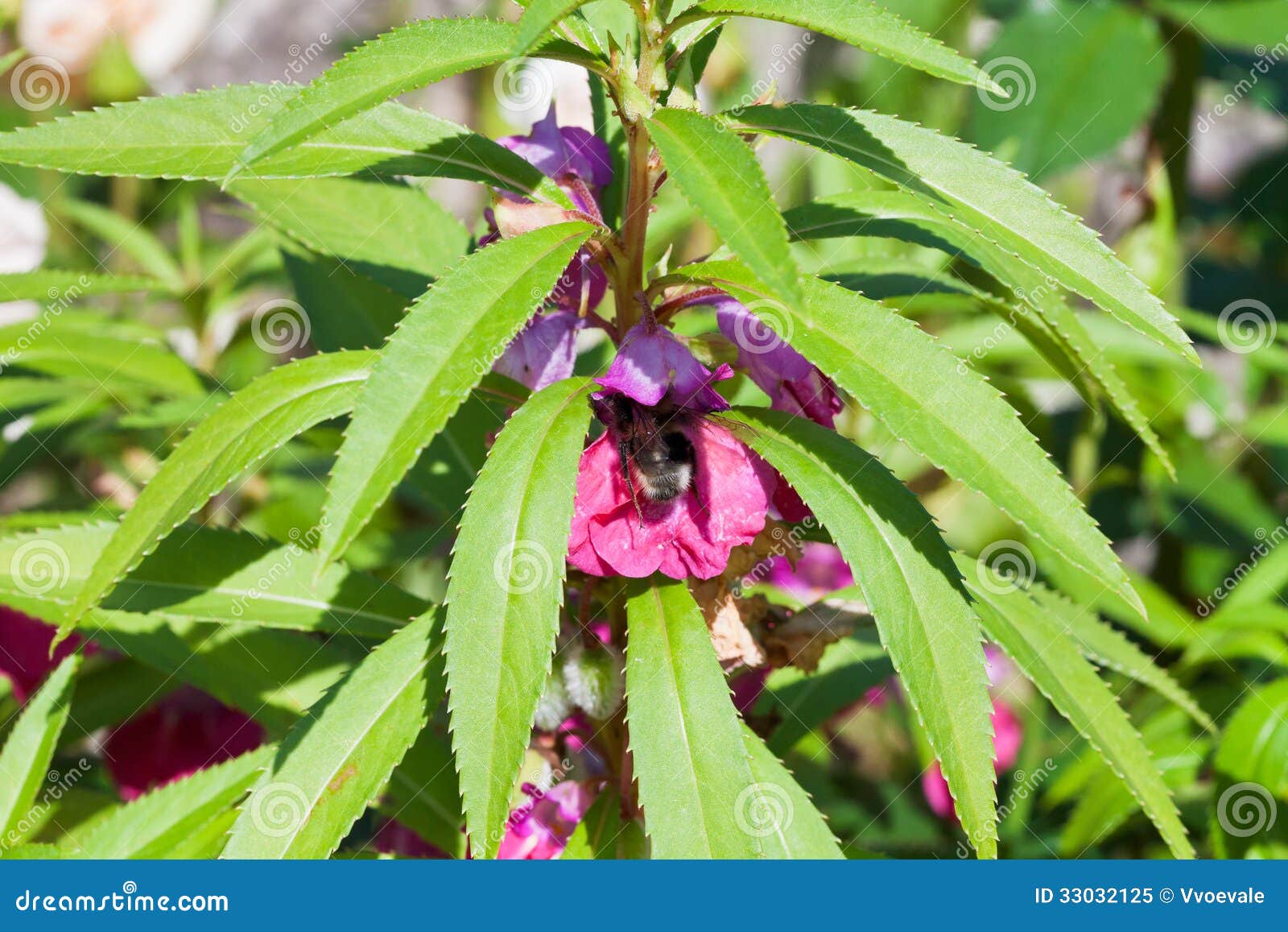 Bumblebee Feed Nectar in Garden Balsam Flower Stock Image Image of