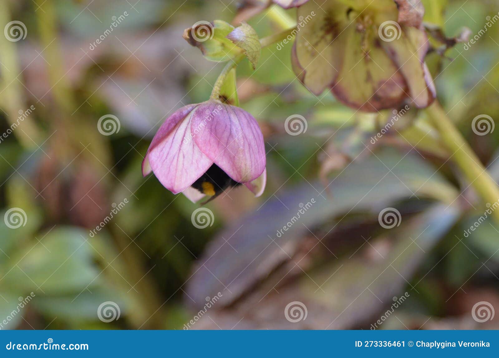 Bumblebee in the Flower. Bee is Eating Pollen Stock Image Image of petal, eats 273336461