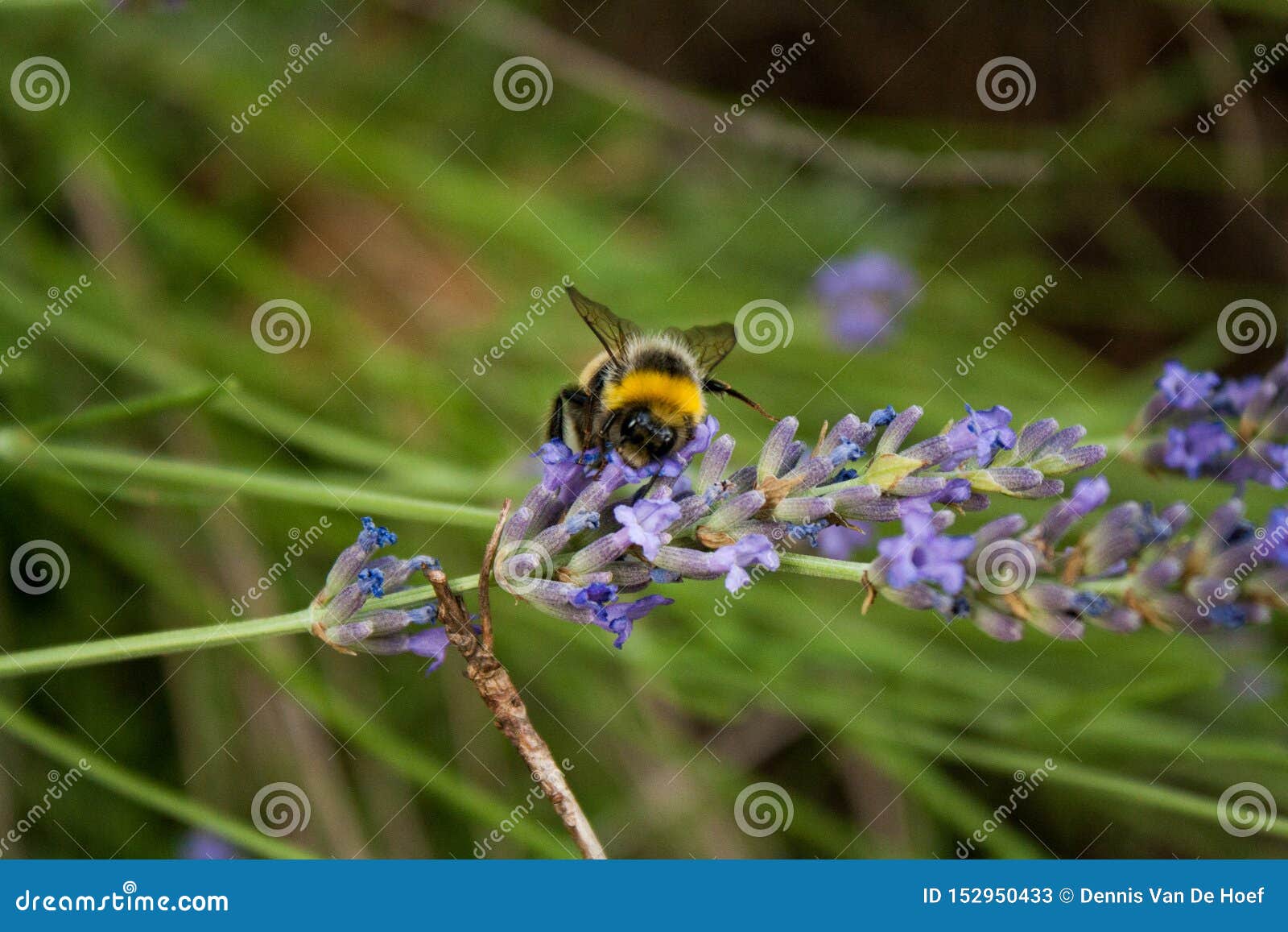 A bumblebee gathers nectar from a lavender flower.