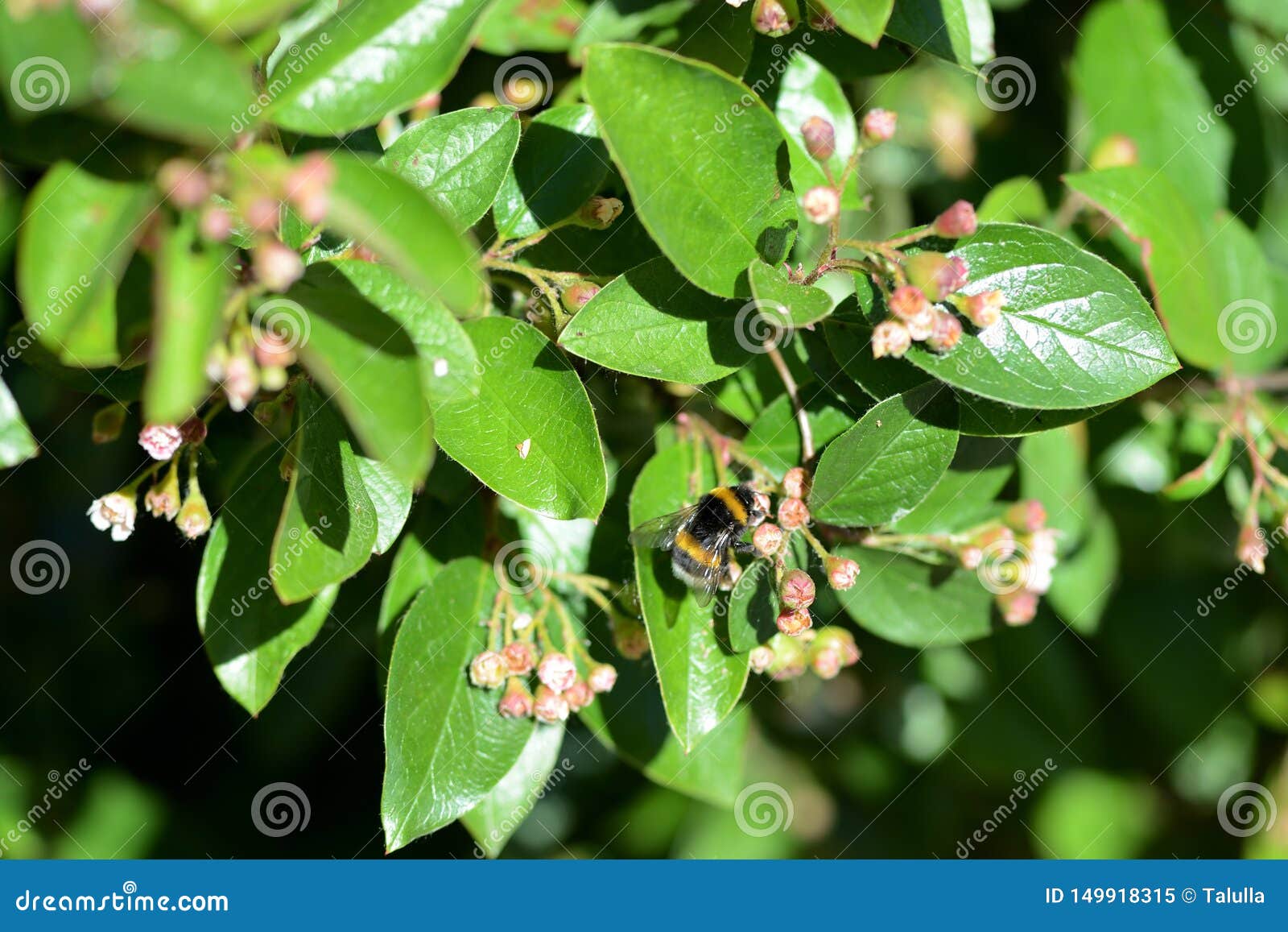 Bumblebee on a Green Bush on a Bright Summer Day Stock Image Image of beauty, fluffy 149918315
