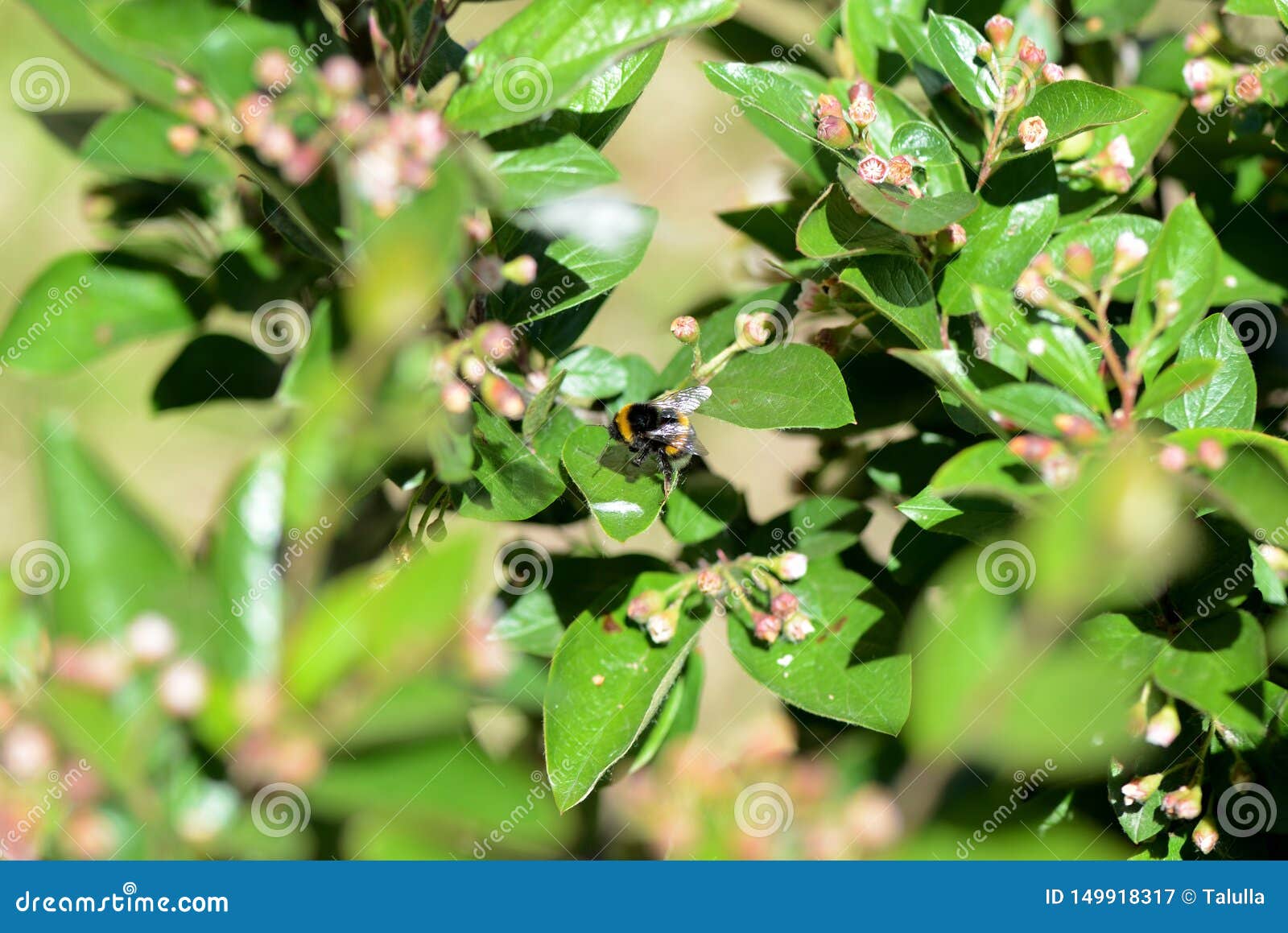 Bumblebee on a Green Bush on a Bright Summer Day Stock Image Image of buzz, bombus 149918317