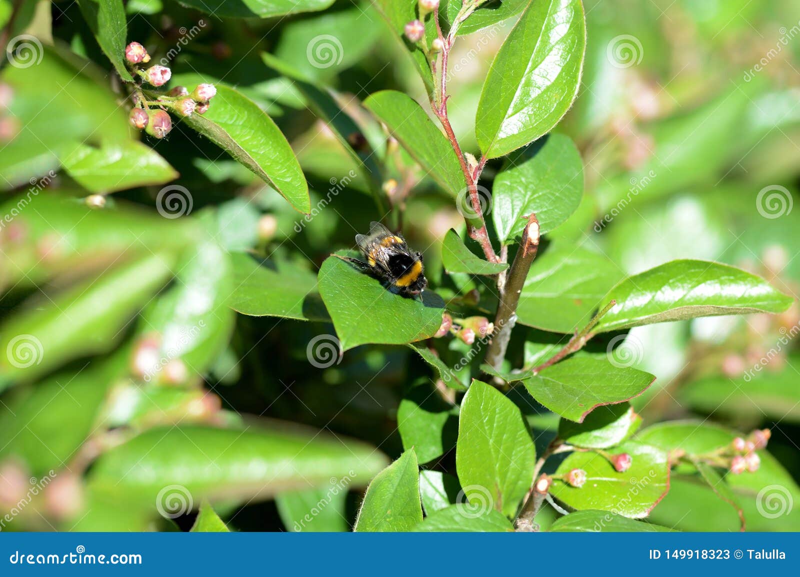 Bumblebee on a Green Bush on a Bright Summer Day Stock Image Image of garden, environment