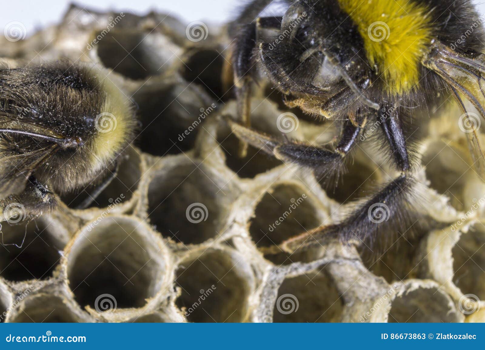Bumblebee and Nest Stock Image Image of garden, nest 86673863