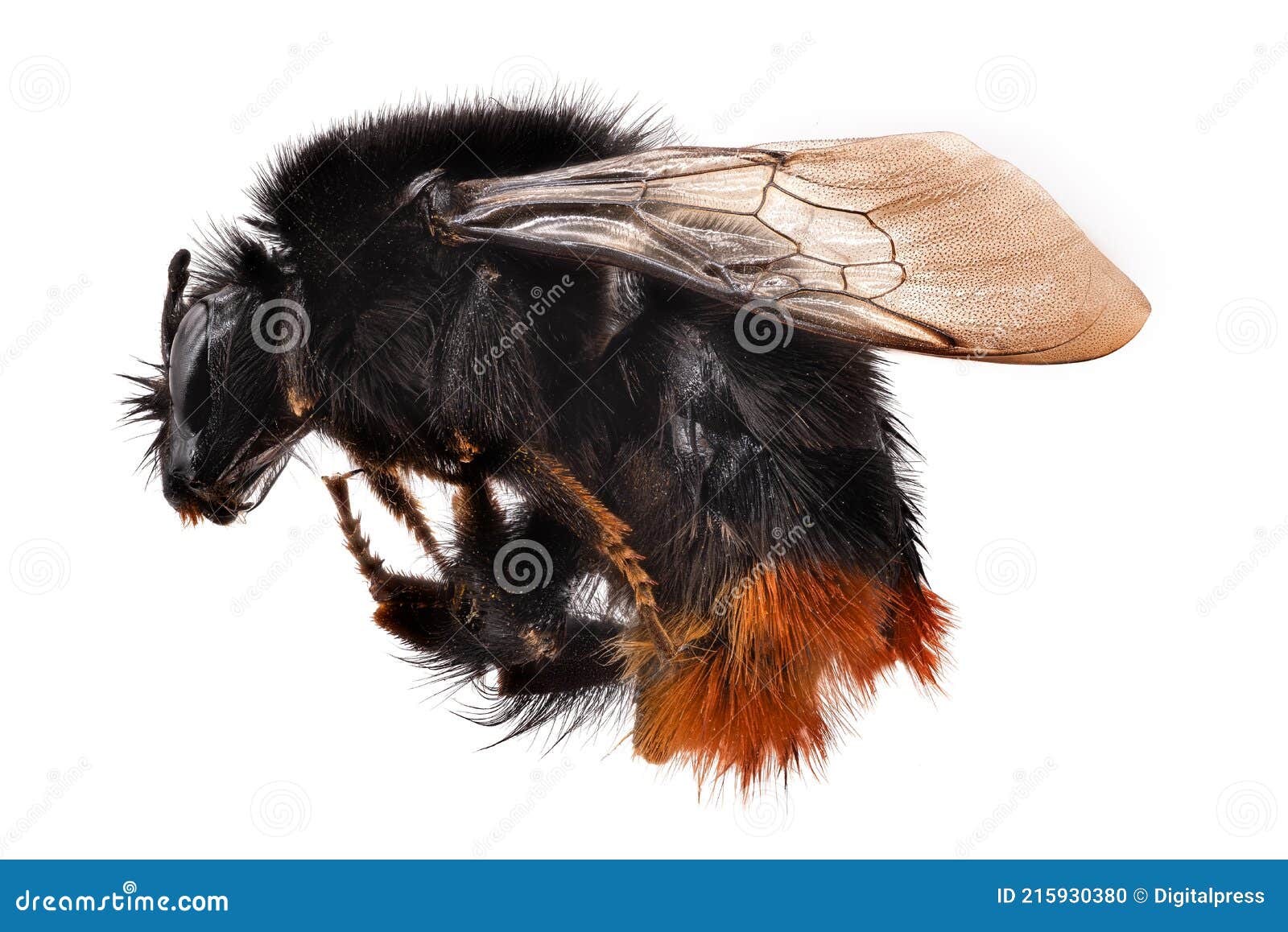 bumblebee macrophotography