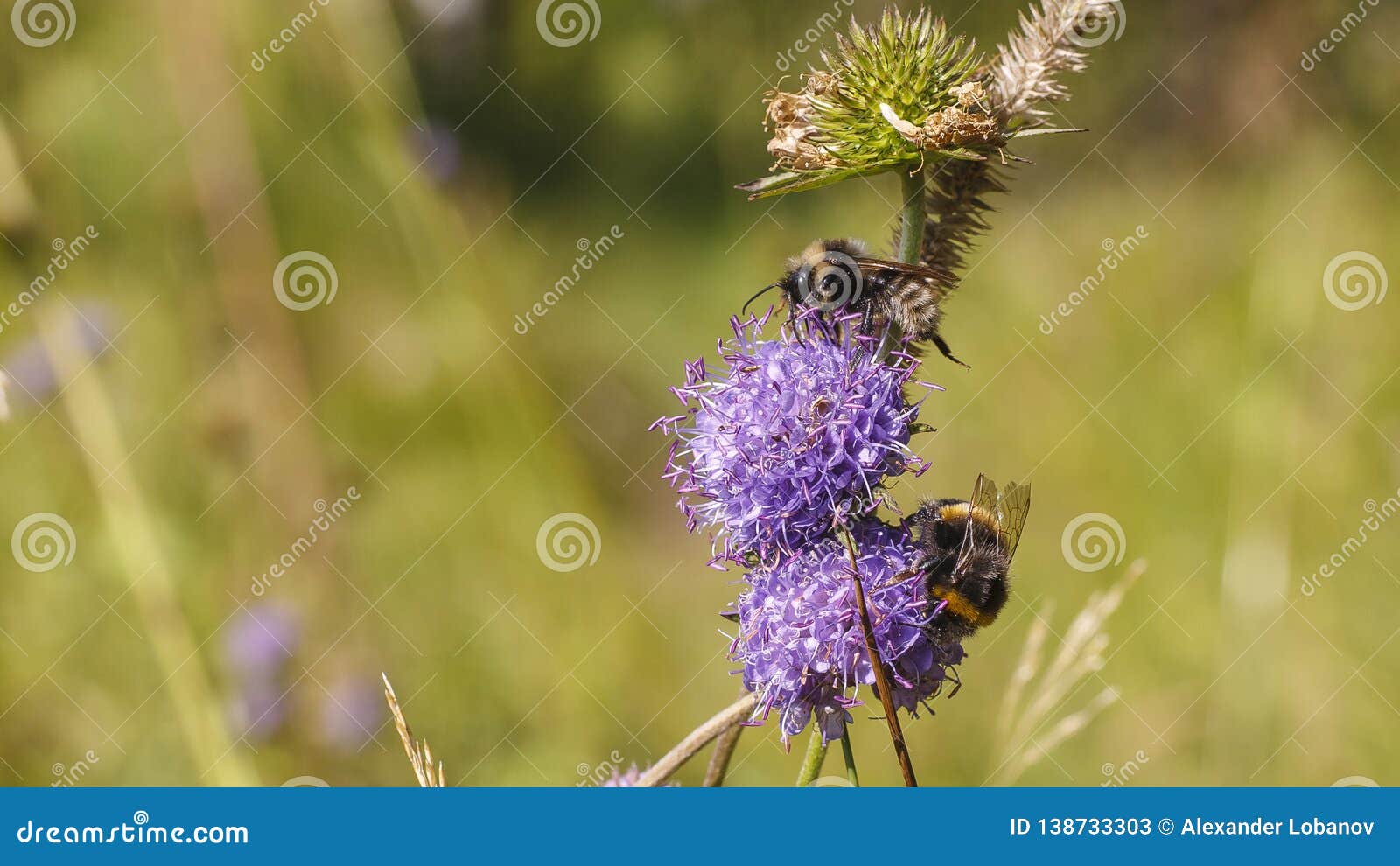 Bumblebee near flower stock image. Image of green, pollination 138733303