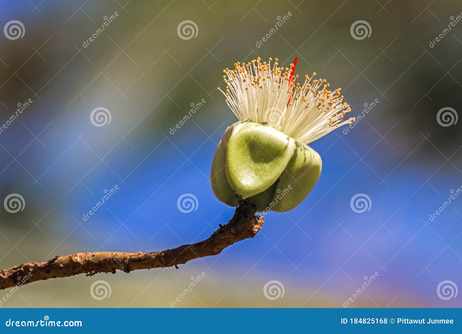 A Bumblebee Nectar Feeder On A White Flower White Silk Cotton Tree The Latin Name Is Bombax Anceps Pierre Stock Photo Image Of Collection Green A Bumblebee Nectar Feeder On A White Flower White Silk Cotton Tree The Latin Name Is Bombax Anceps Pierre Stock Photo Image Of Collection Green