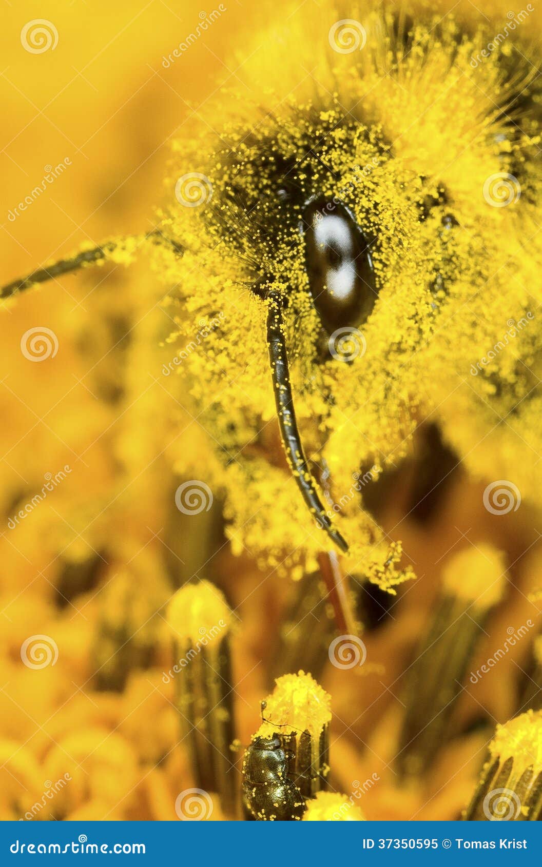 Bumblebee and pollen dust stock image. Image of grain 37350595