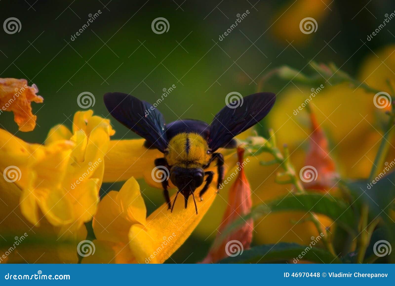 Bumblebee stock photo. Image of flower, bumblebee, bumble 46970448