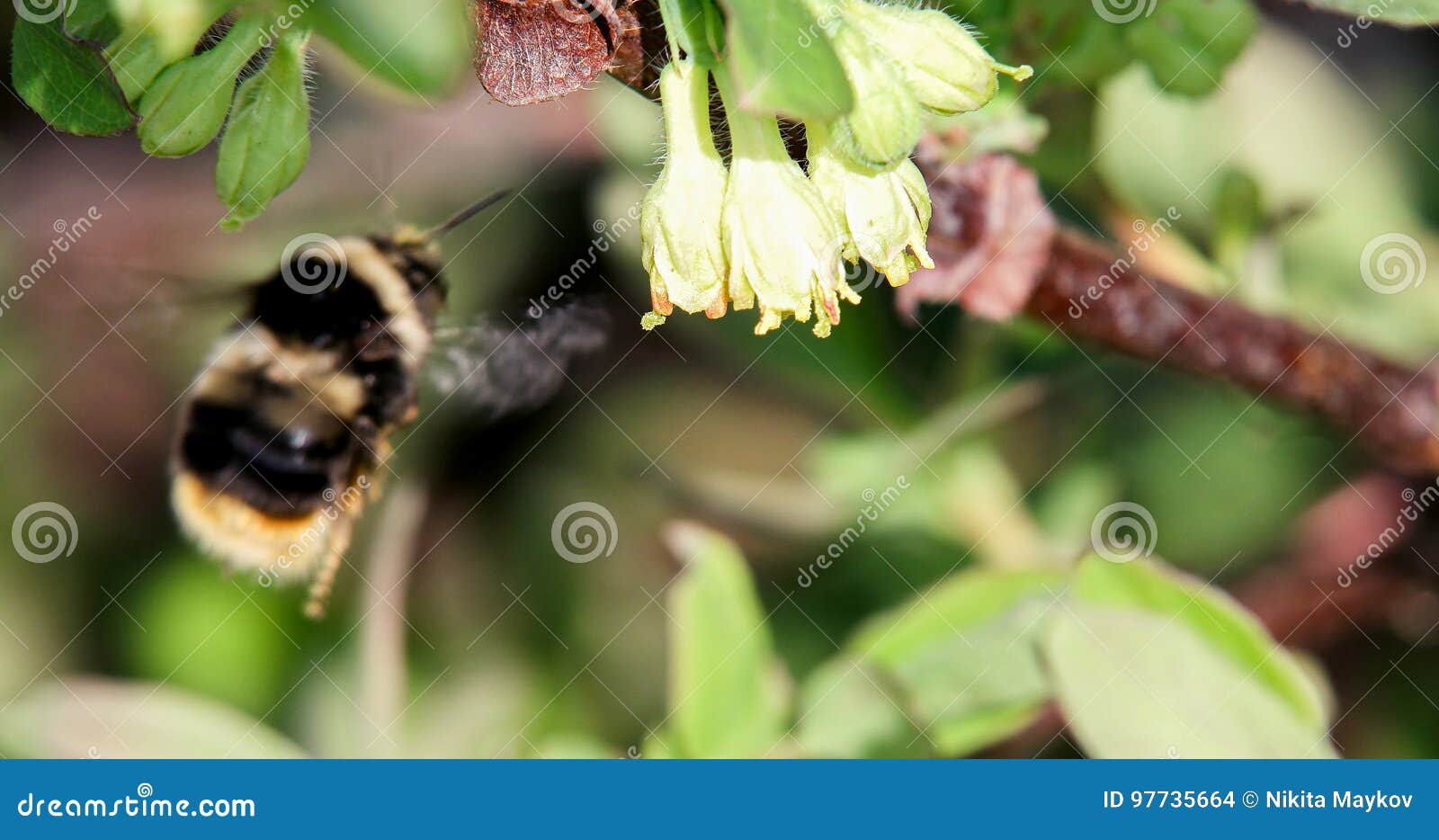 Bumblebee Pollinates the Flowers of Honeysuckle. Spring Stock Photo