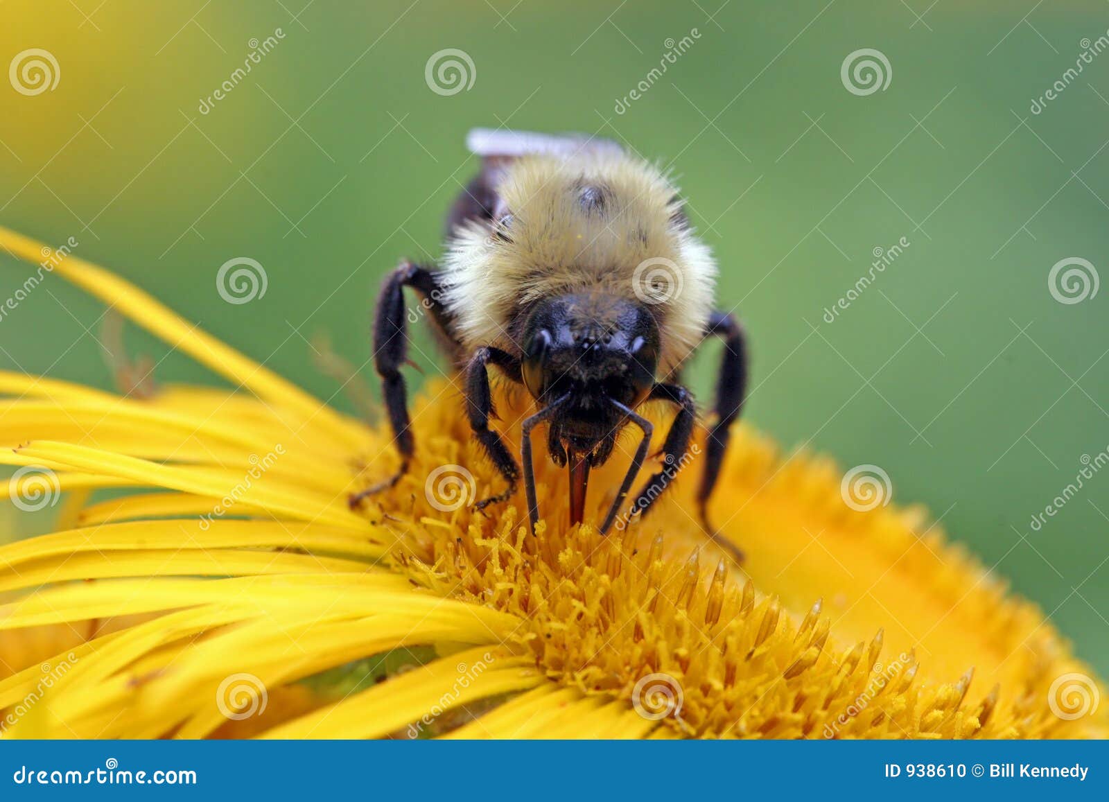 bumblebee sucking nectar