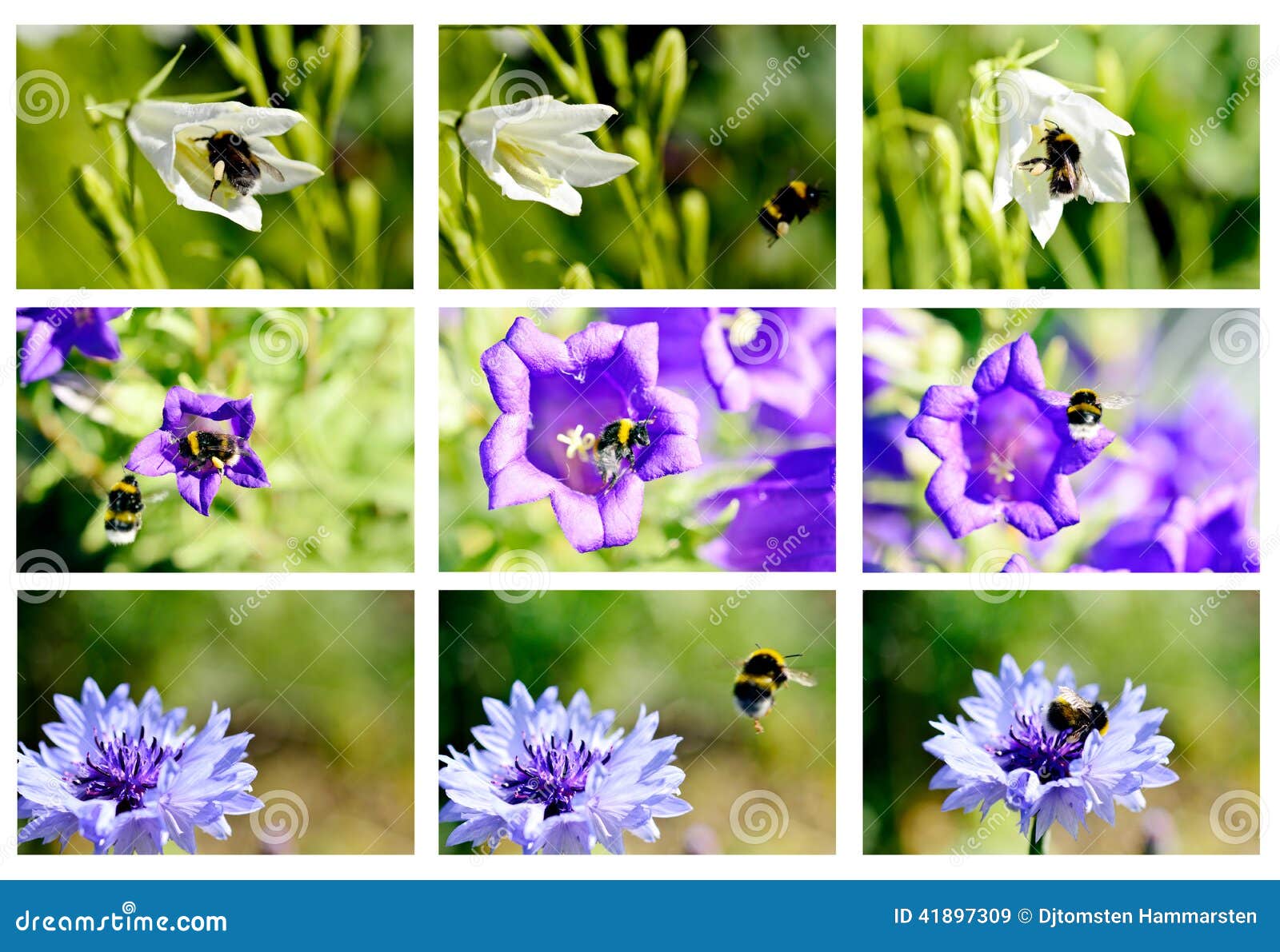Bumblebees and flowers stock image. Image of spring, flying 41897309