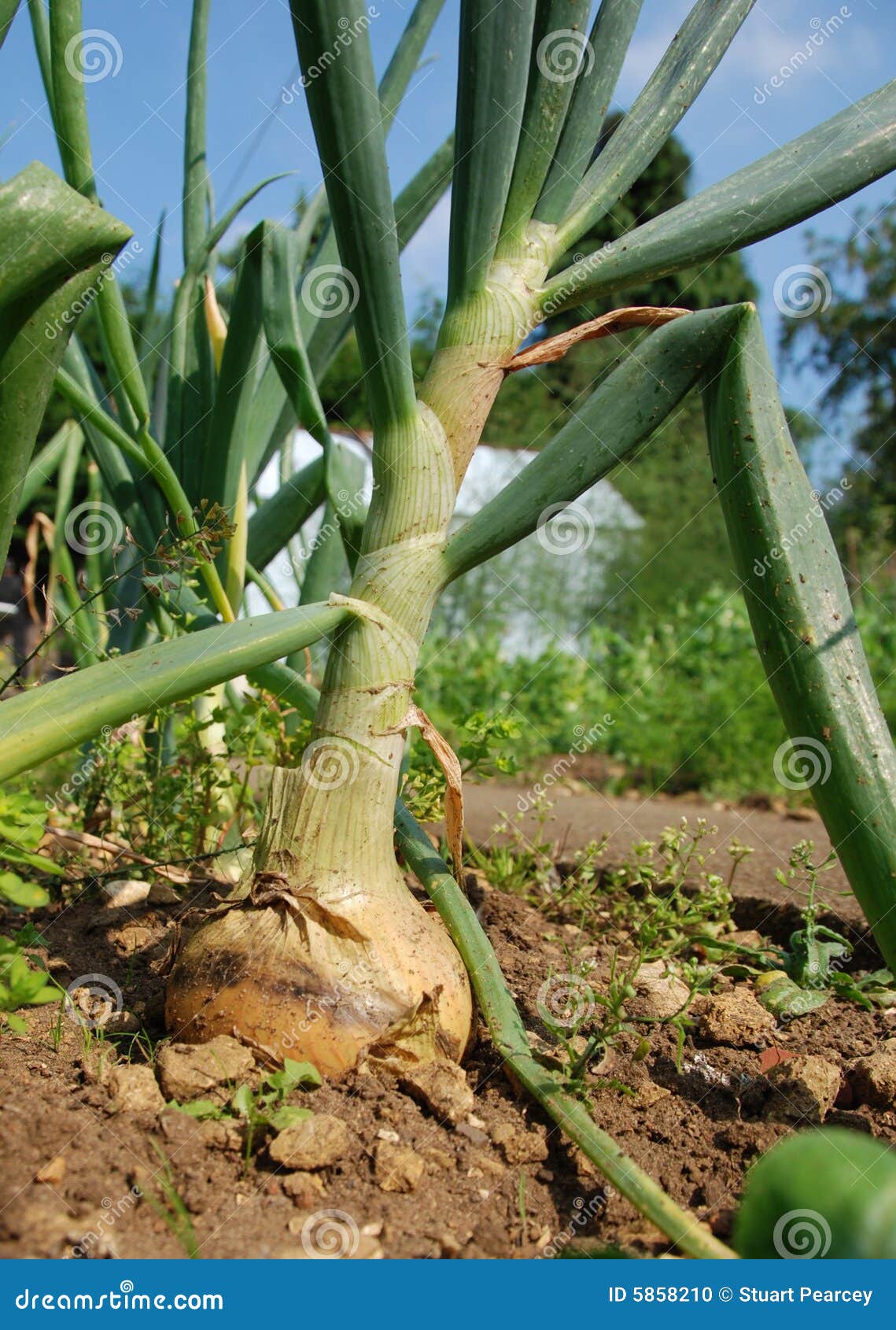 Bumper onion crop stock photo. Image of garden, organic 5858210