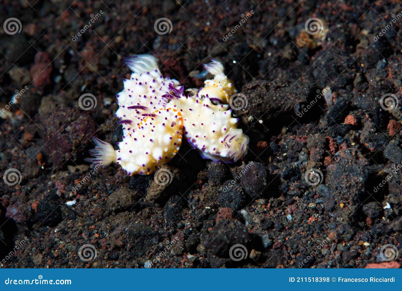 Bumpy Mexichromis Mexichromis Multituberculata Stock Photo Image of