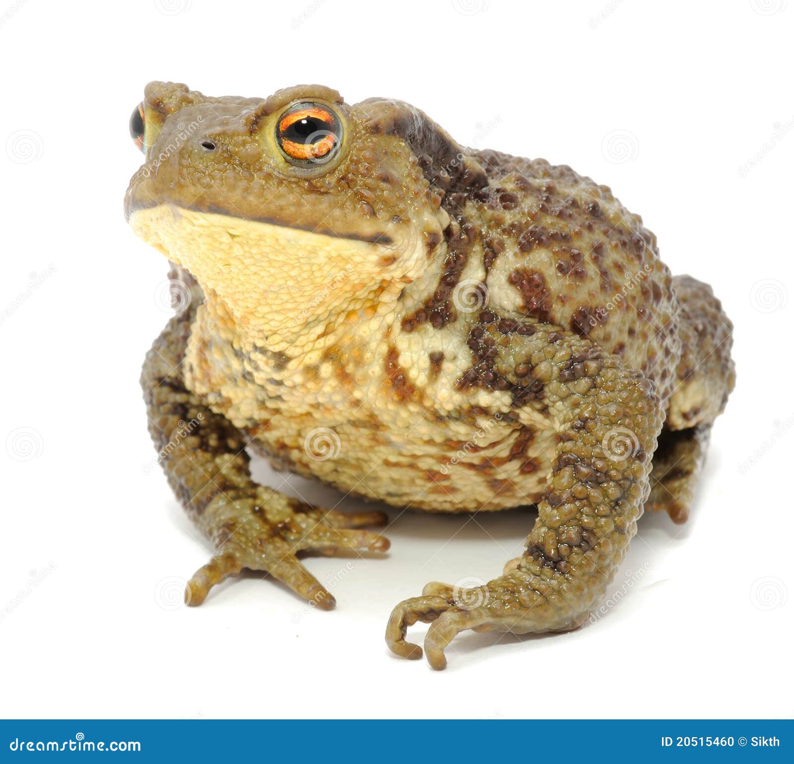 bumpy toad close-up