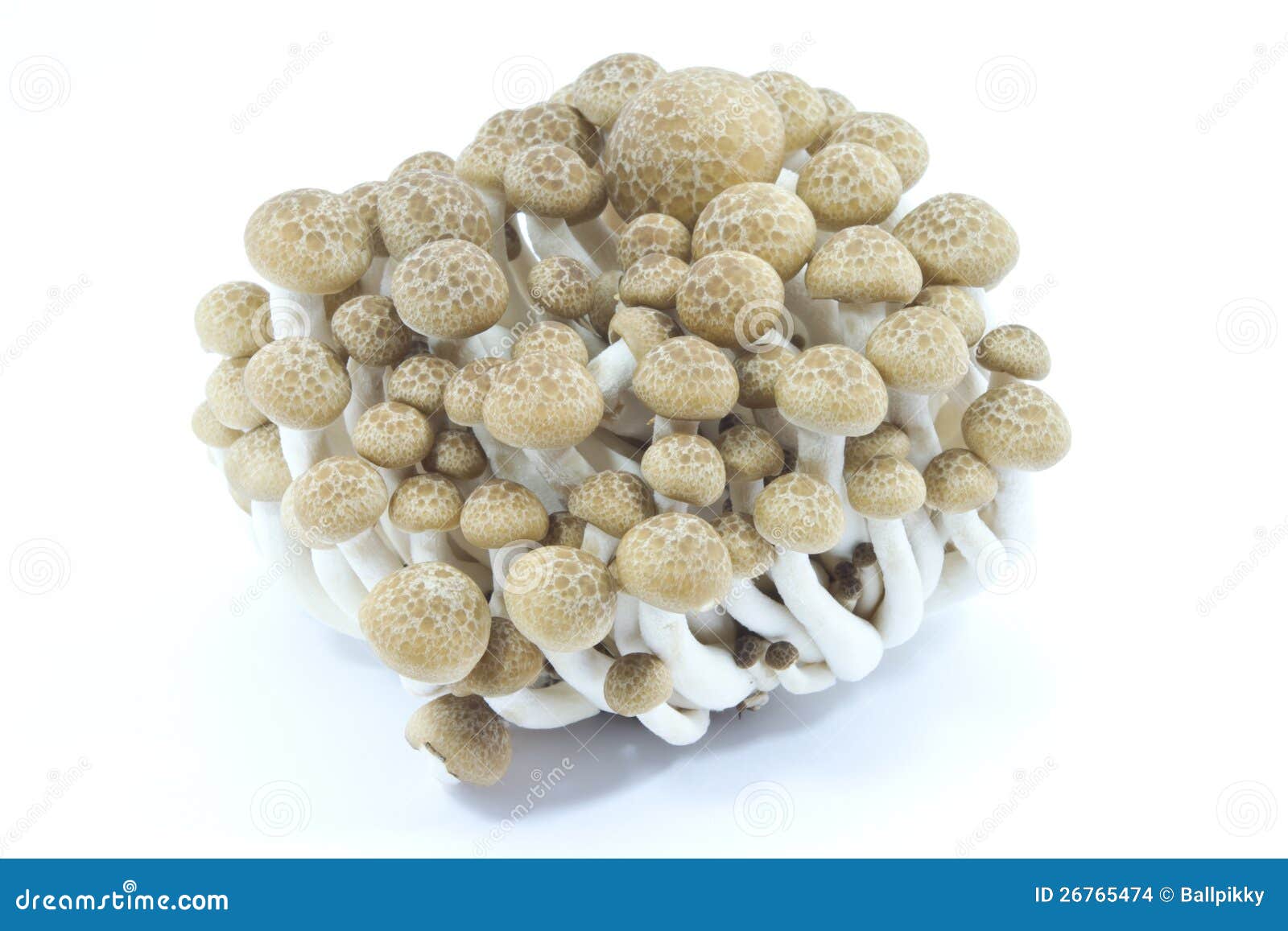 Buna shimeji mushroom stock photo. Image of mushroom 26765474