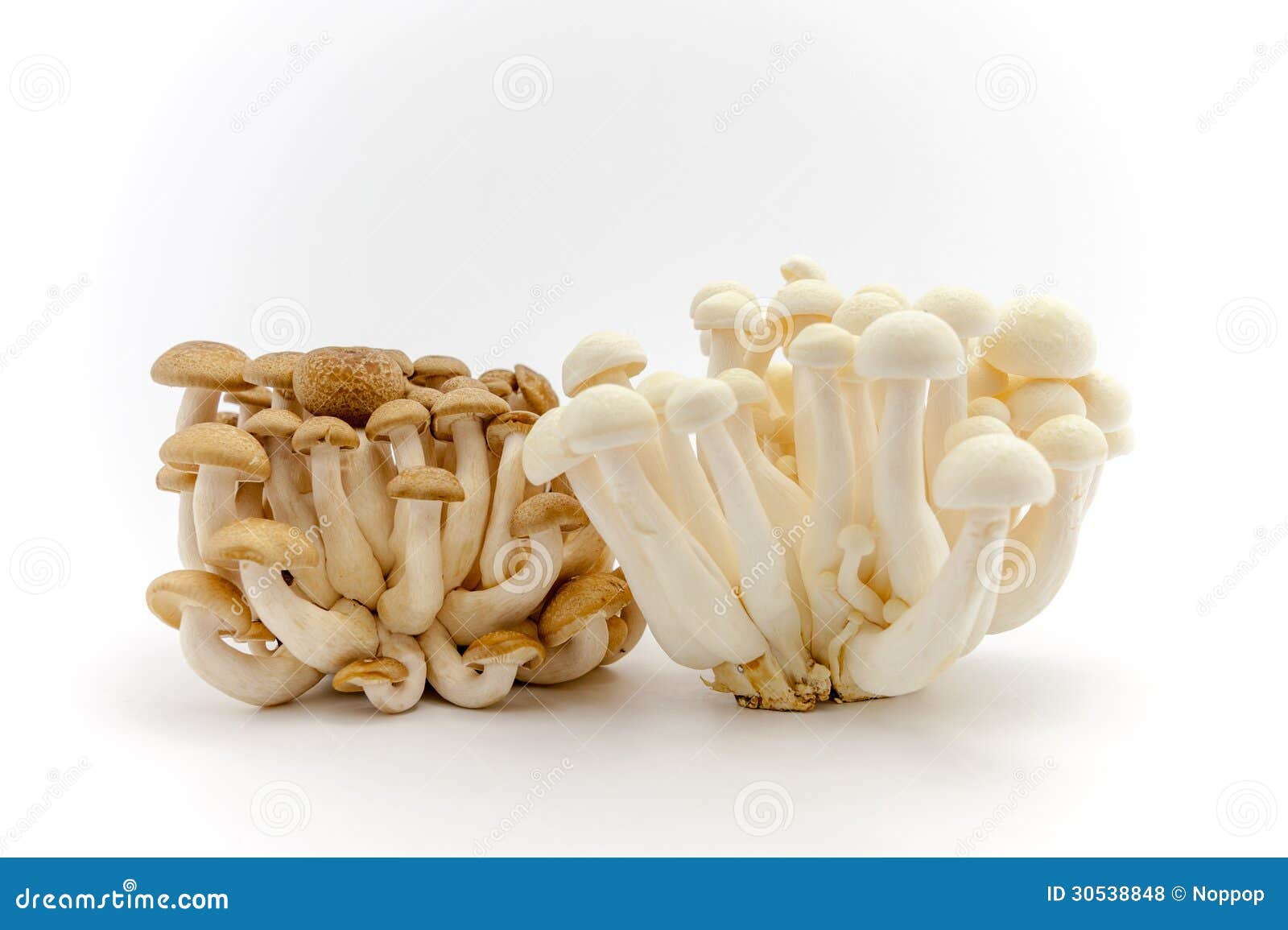 Buna and White Shimeji Mushroom Stock Photo Image of orgainc