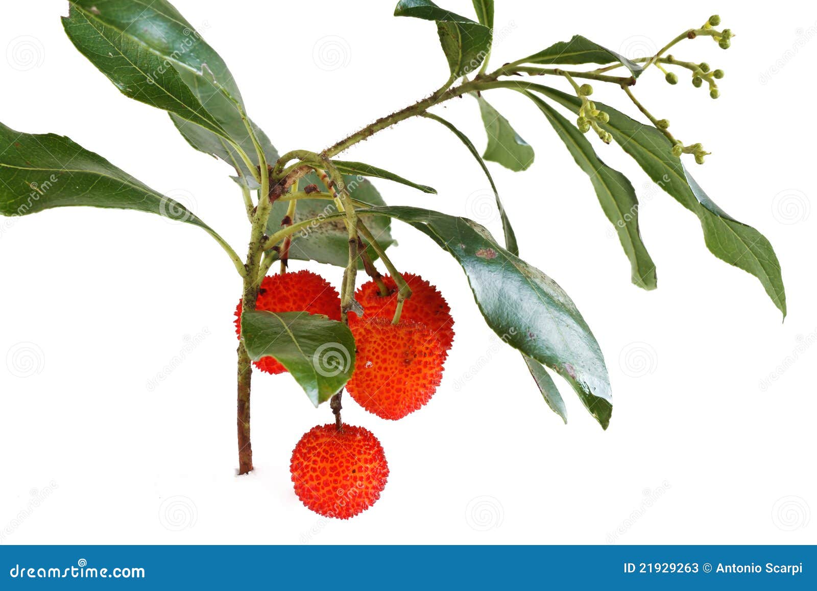 Bunch of arbutus stock image. Image of arbutus, balls 21929263