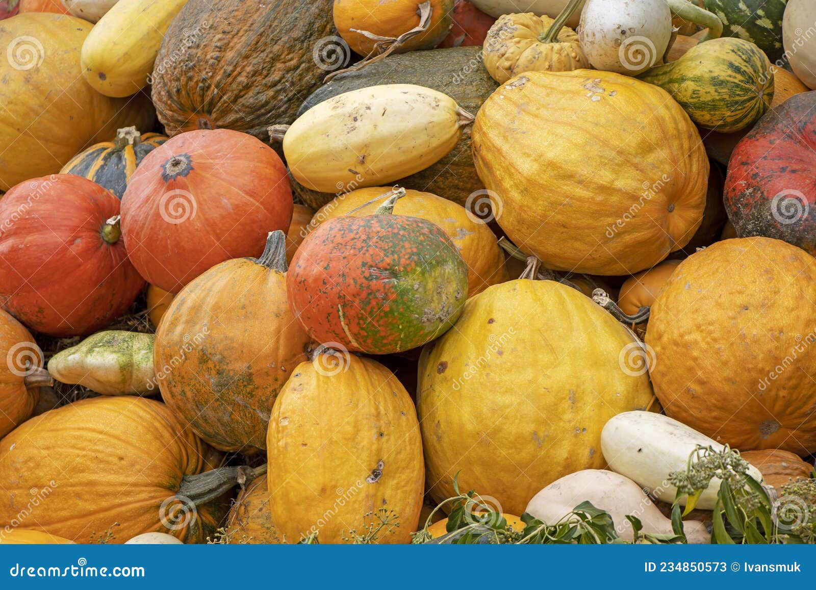Bunch Assorted Gourds, Zucchini, Pumpkin and Winter Squash Stock Image Image of fruit