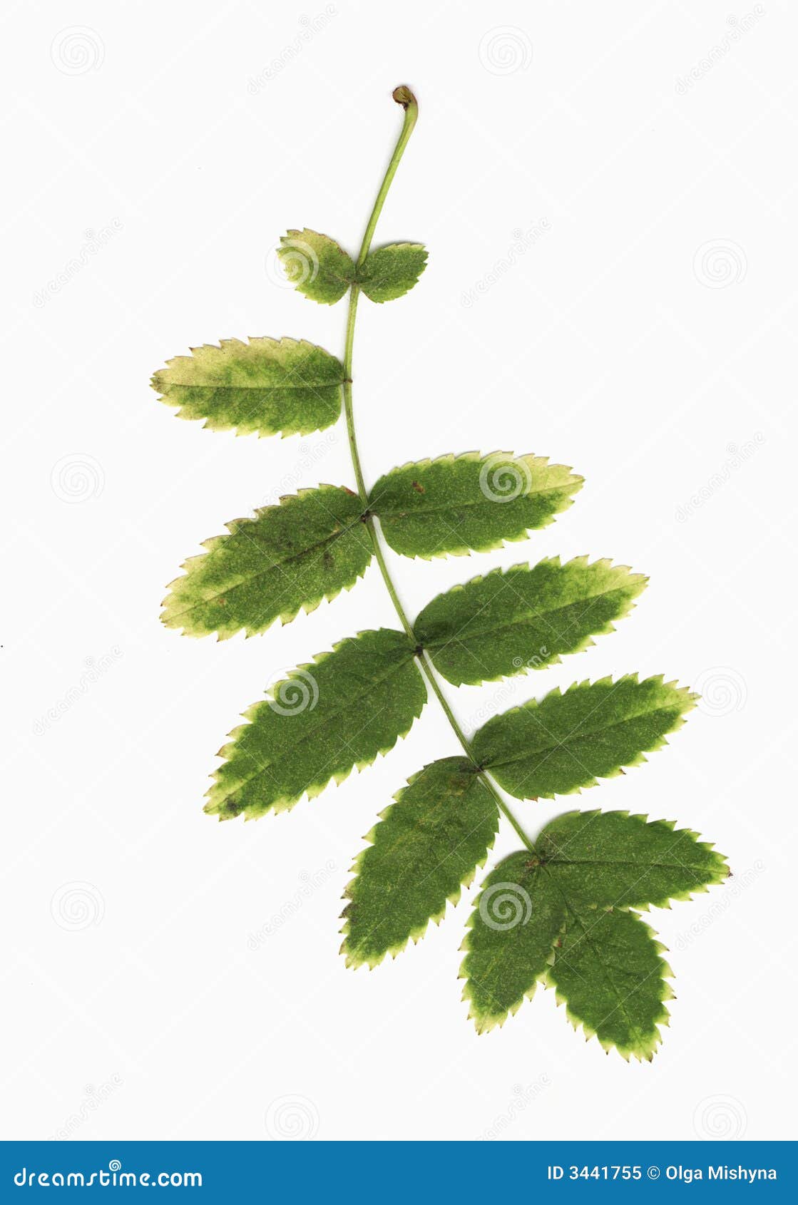 Bunch of autumn leaves stock image. Image of creative 3441755