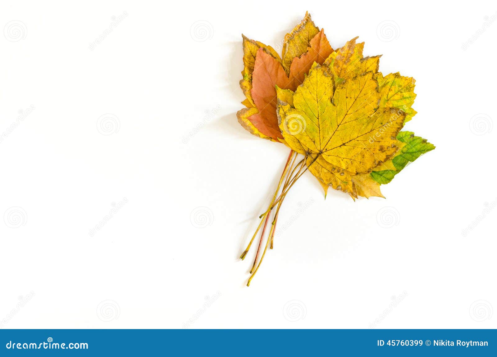 Bunch of Autumnal Maple Leaves Stock Image Image of season, symbol