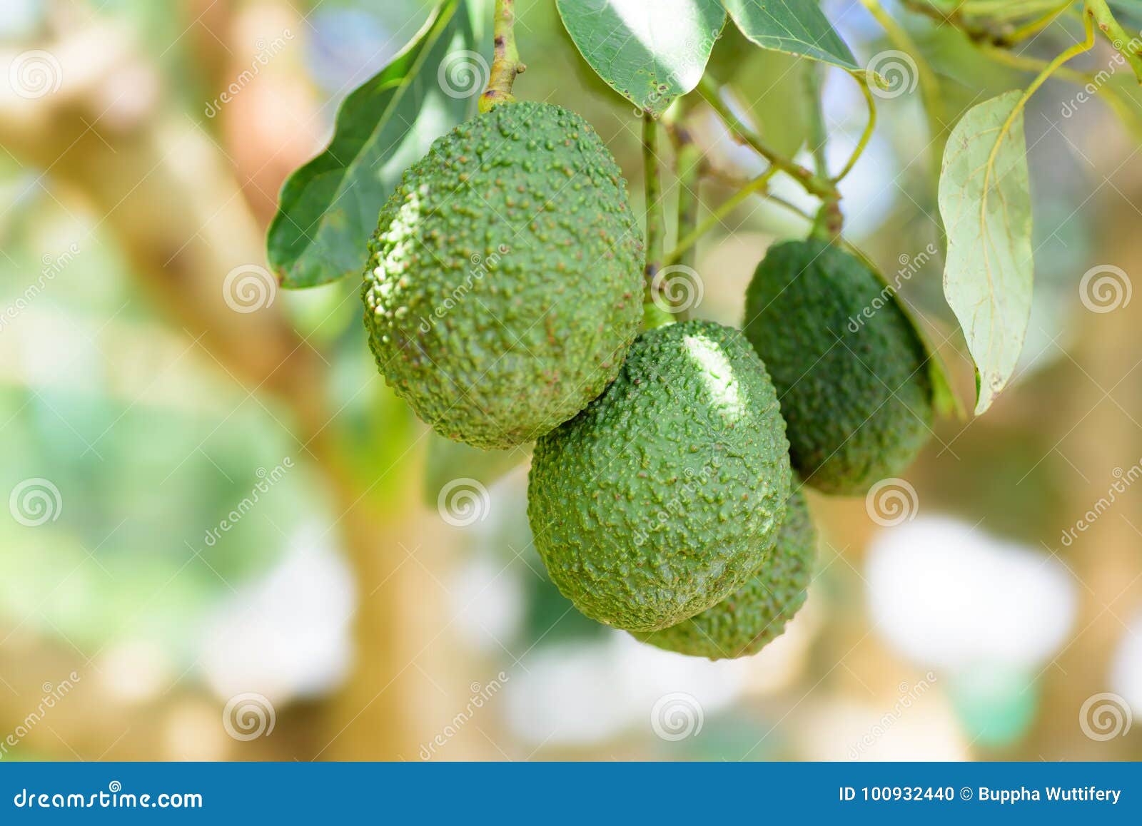 Bunch of Avocado Fruit Hanging on Tree Branch Stock Photo Image of