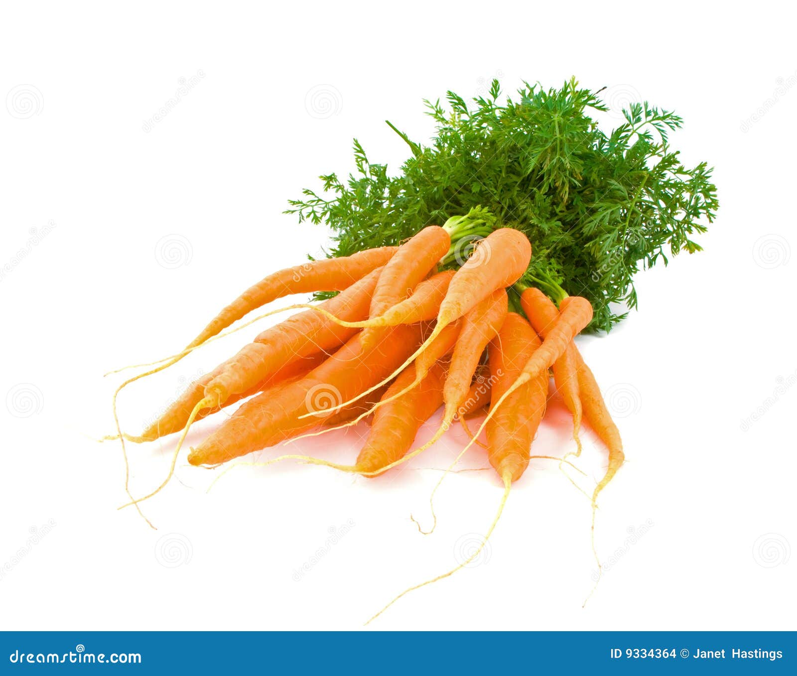 Bunch of Baby Carrots Over White Stock Photo Image of juicy, harvest 9334364