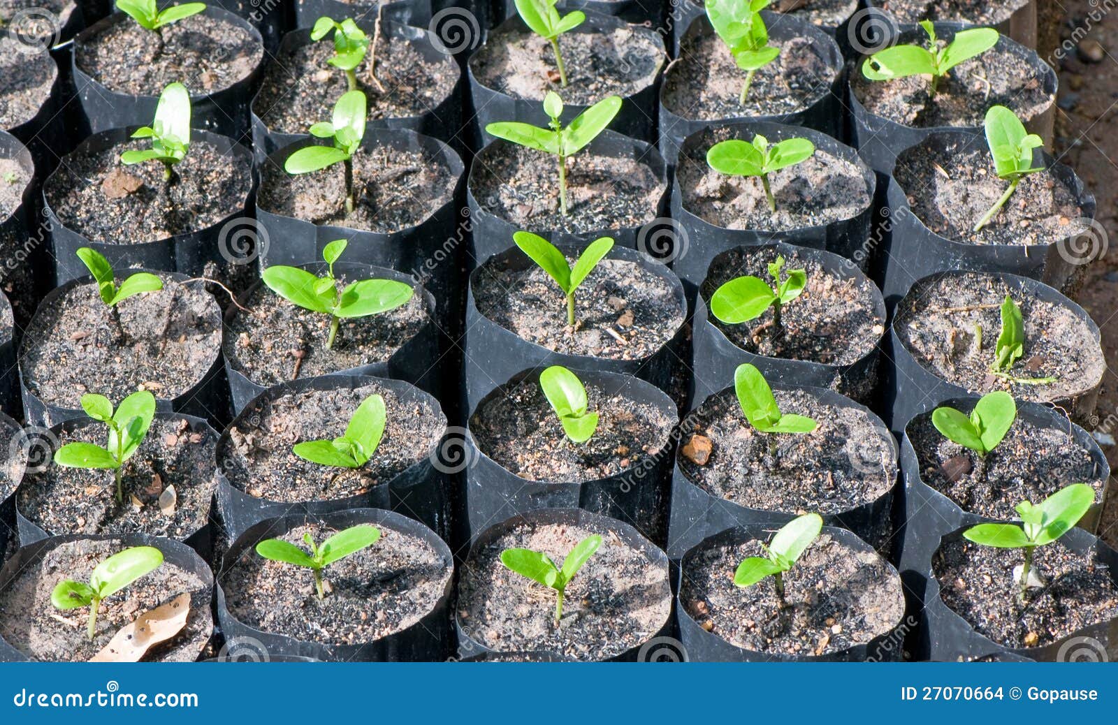 A bunch of baby plants stock photo. Image of life, conservatory 27070664