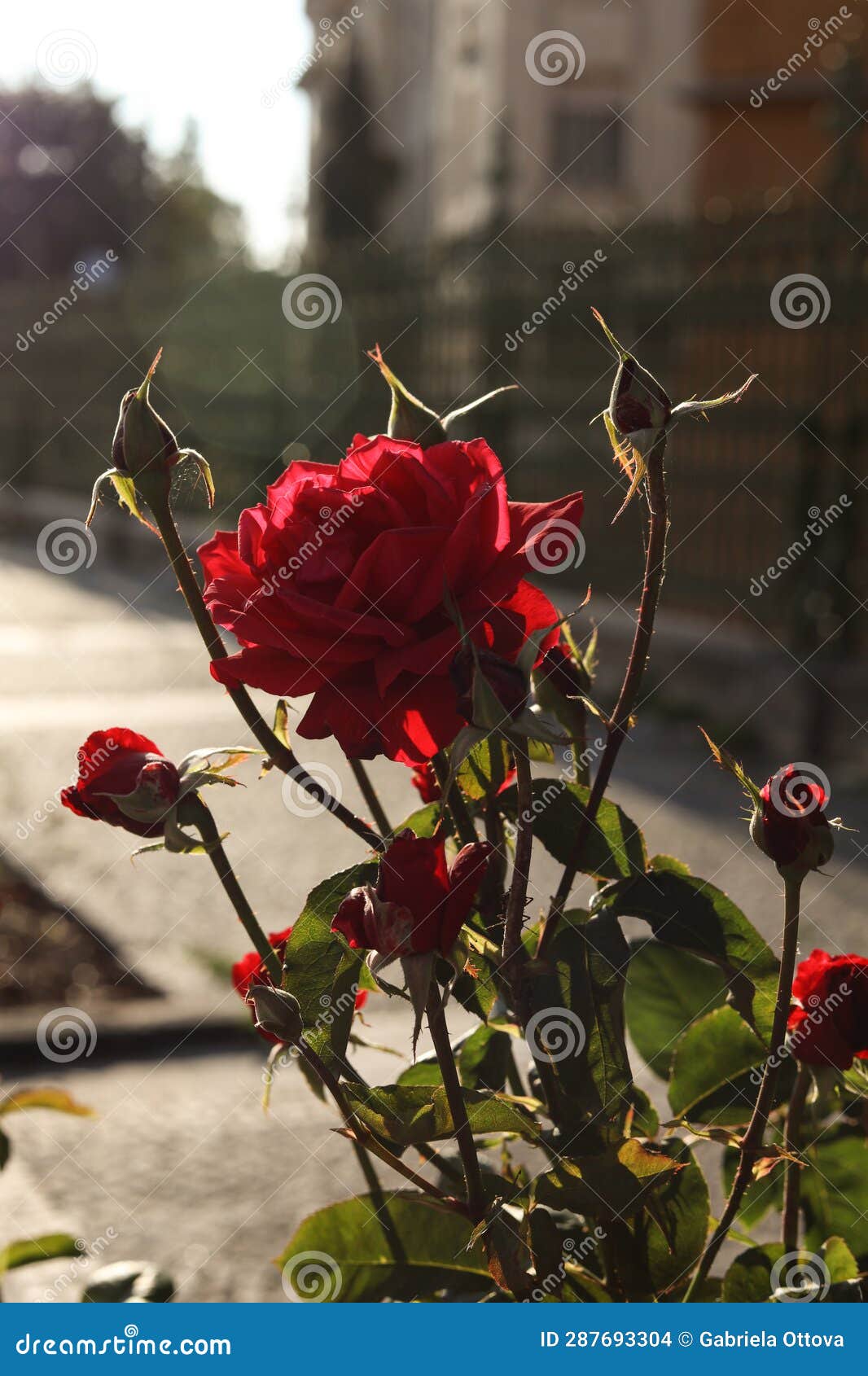 A Bunch Of Backlit Red Roses Stock Photo Image Of Pink Nature 287693304