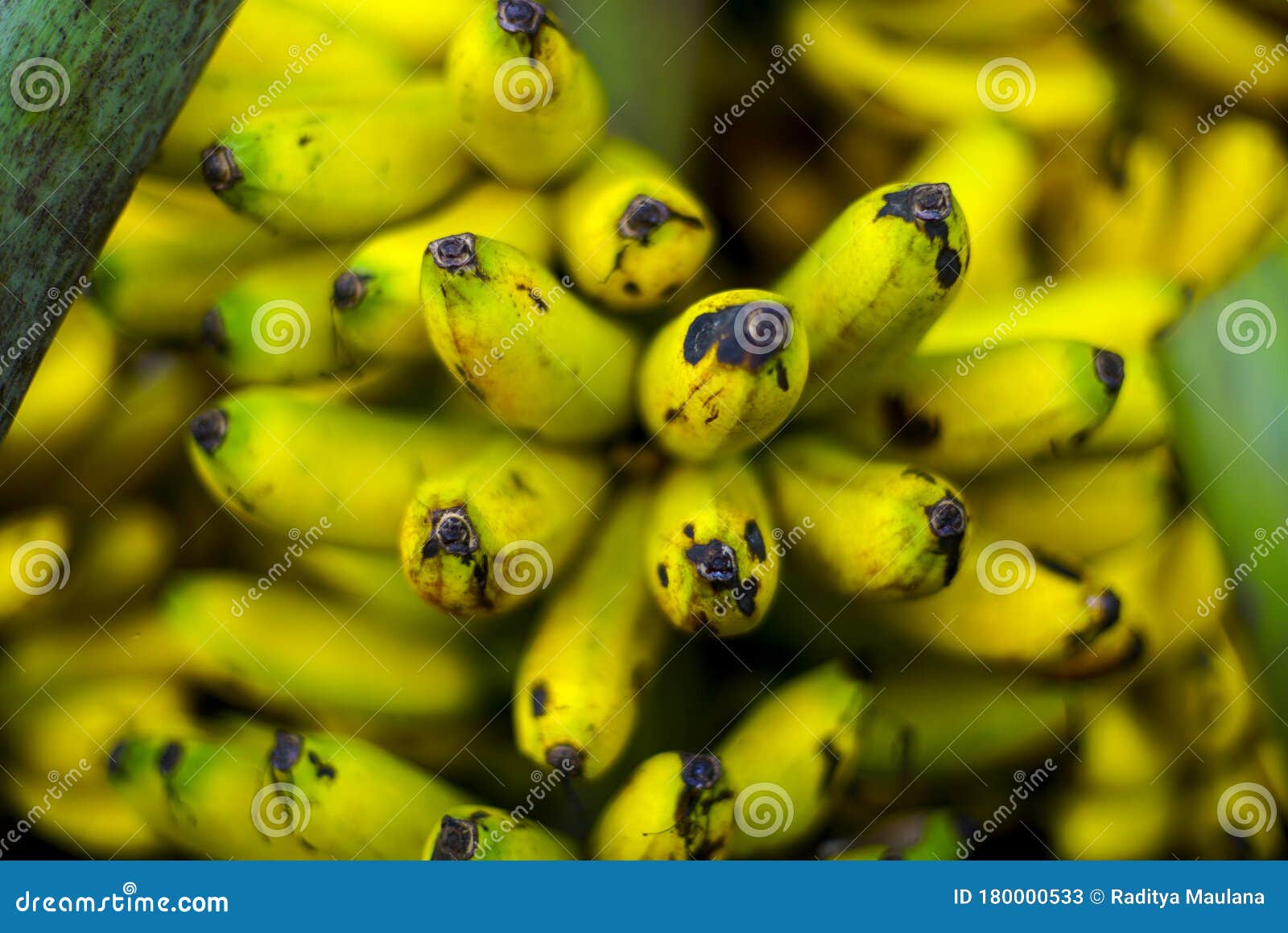 bunch of banana tropical fruits