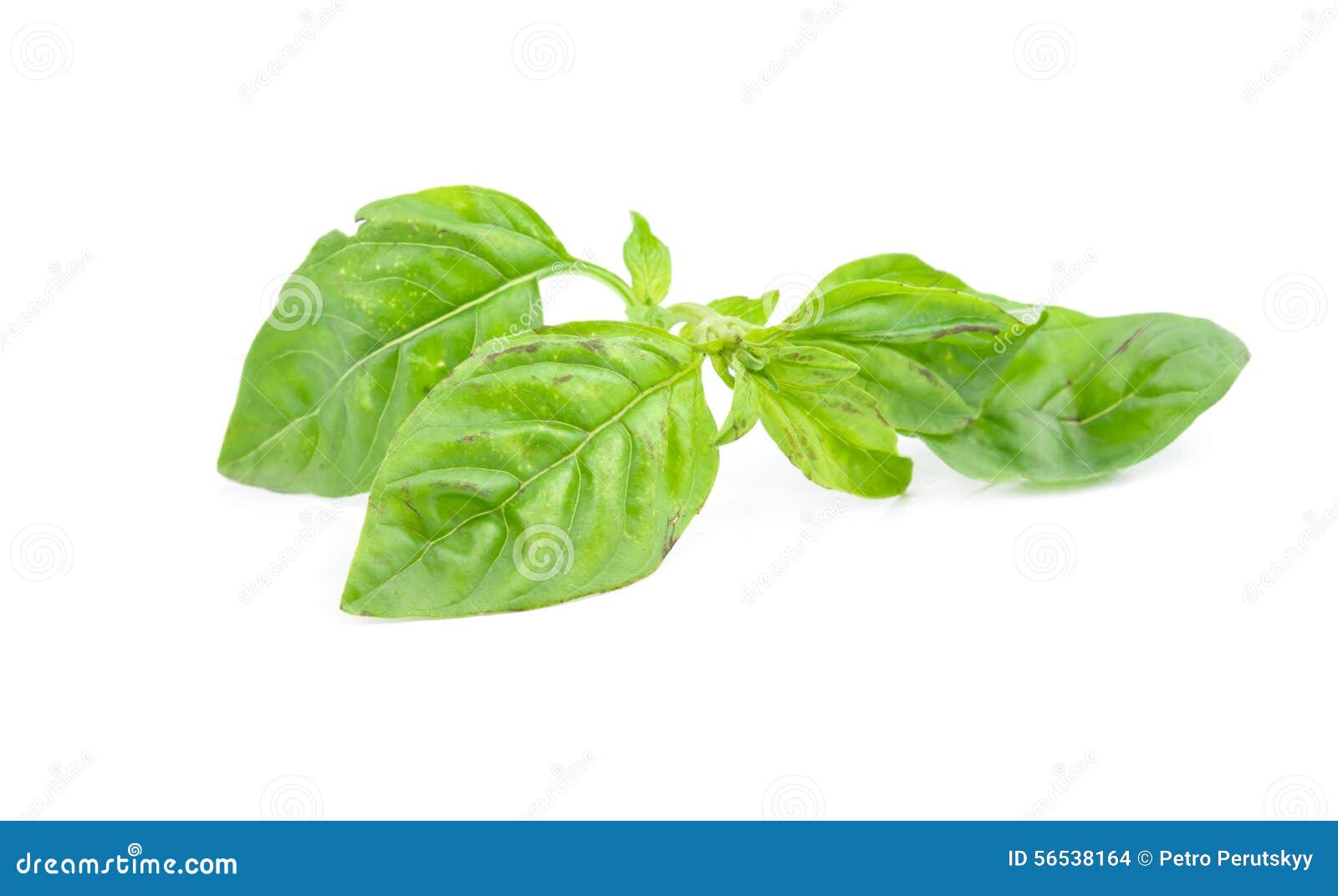 Bunch of basil stock photo. Image of botanical, basil - 56538164