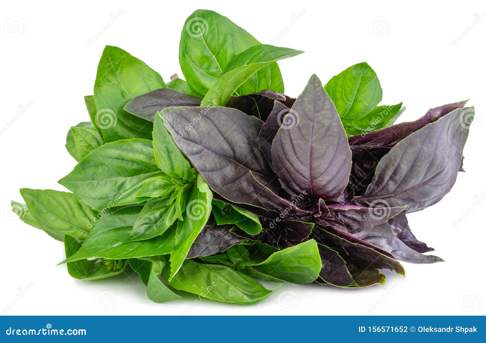 Bunch of Basil Isolated on White Background Stock Photo - Image of