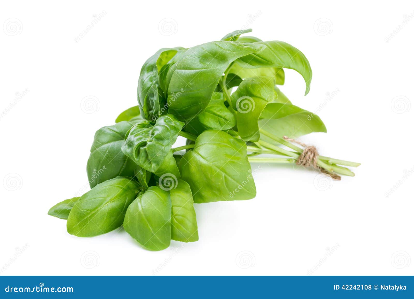 Bunch of basil stock photo. Image of bunch, studio, leaf - 42242108