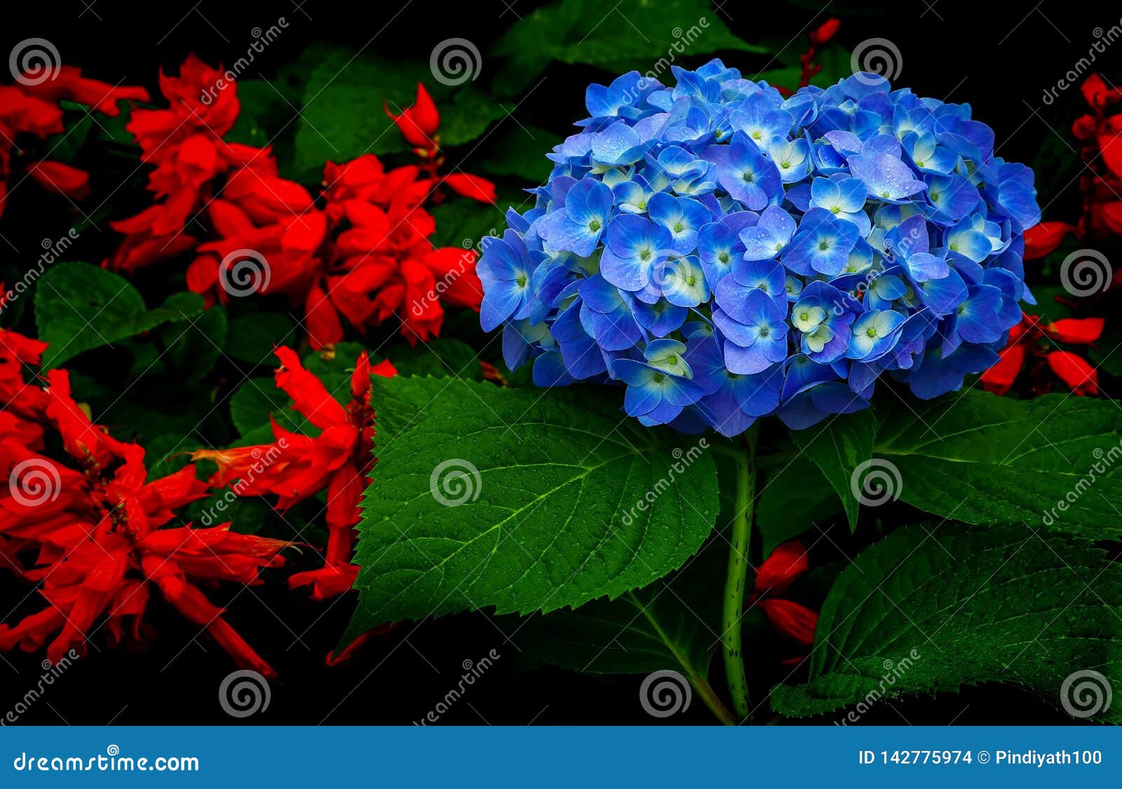 blue hydrangea flower bunch surrounded by twin flowered nightshade lycianthes biflora flowers