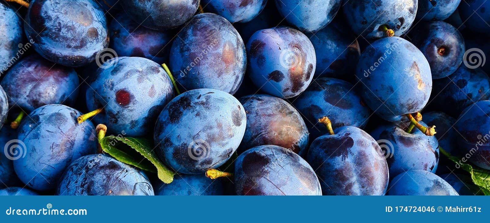Bunch of Beautiful Blue Plums Stock Photo Image of closeup, blue 174724046