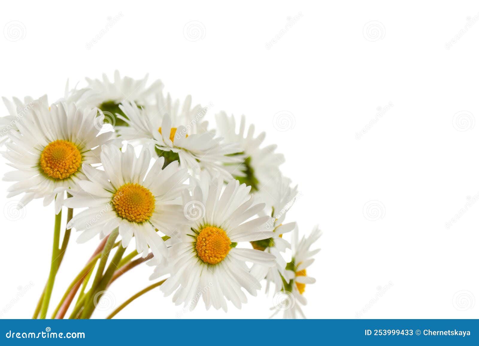 Bunch of Beautiful Daisy Flowers on White Background Stock Image