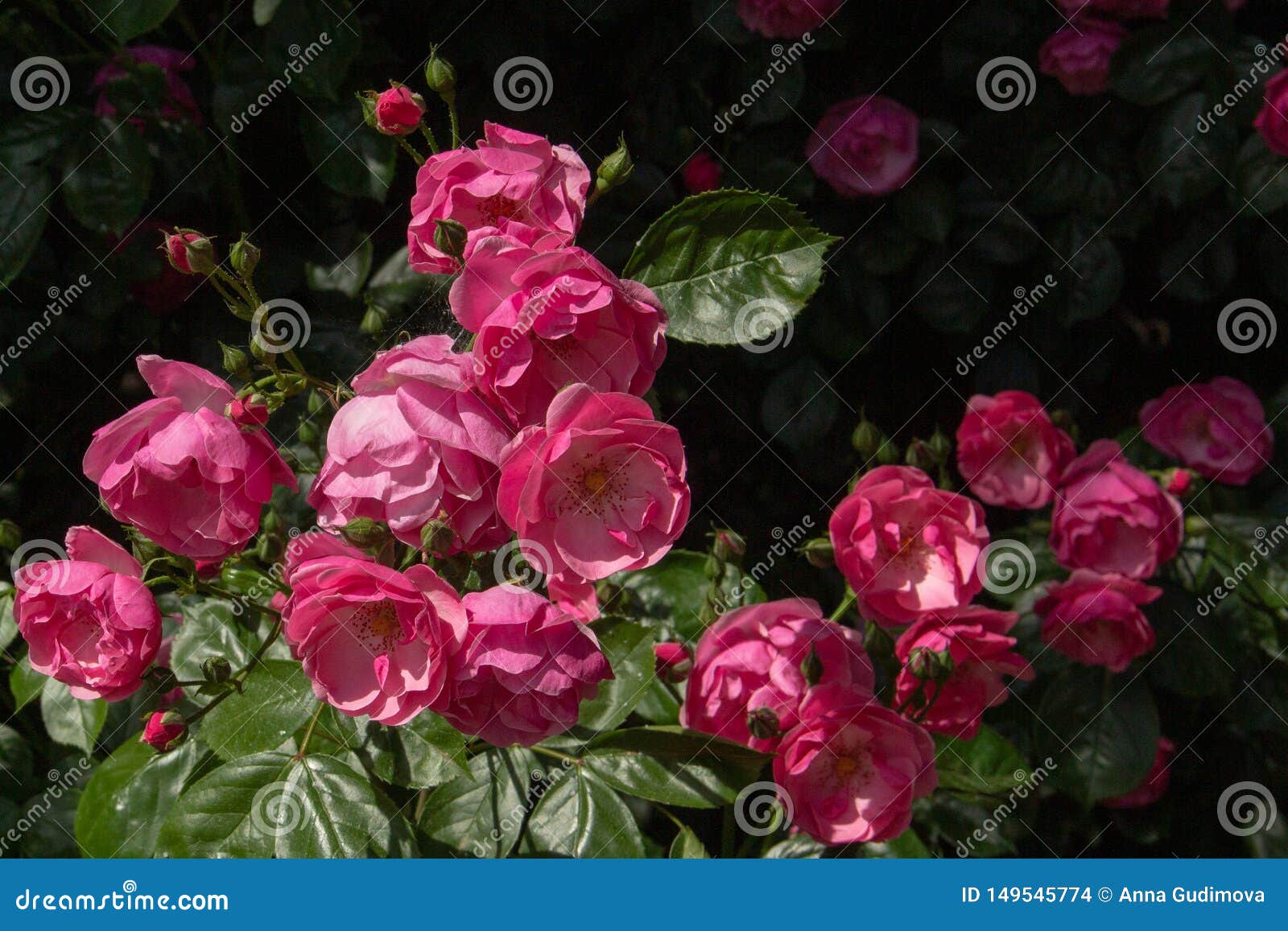  Beautiful  Pink  Roses  On Black  Background  In Nature Stock 