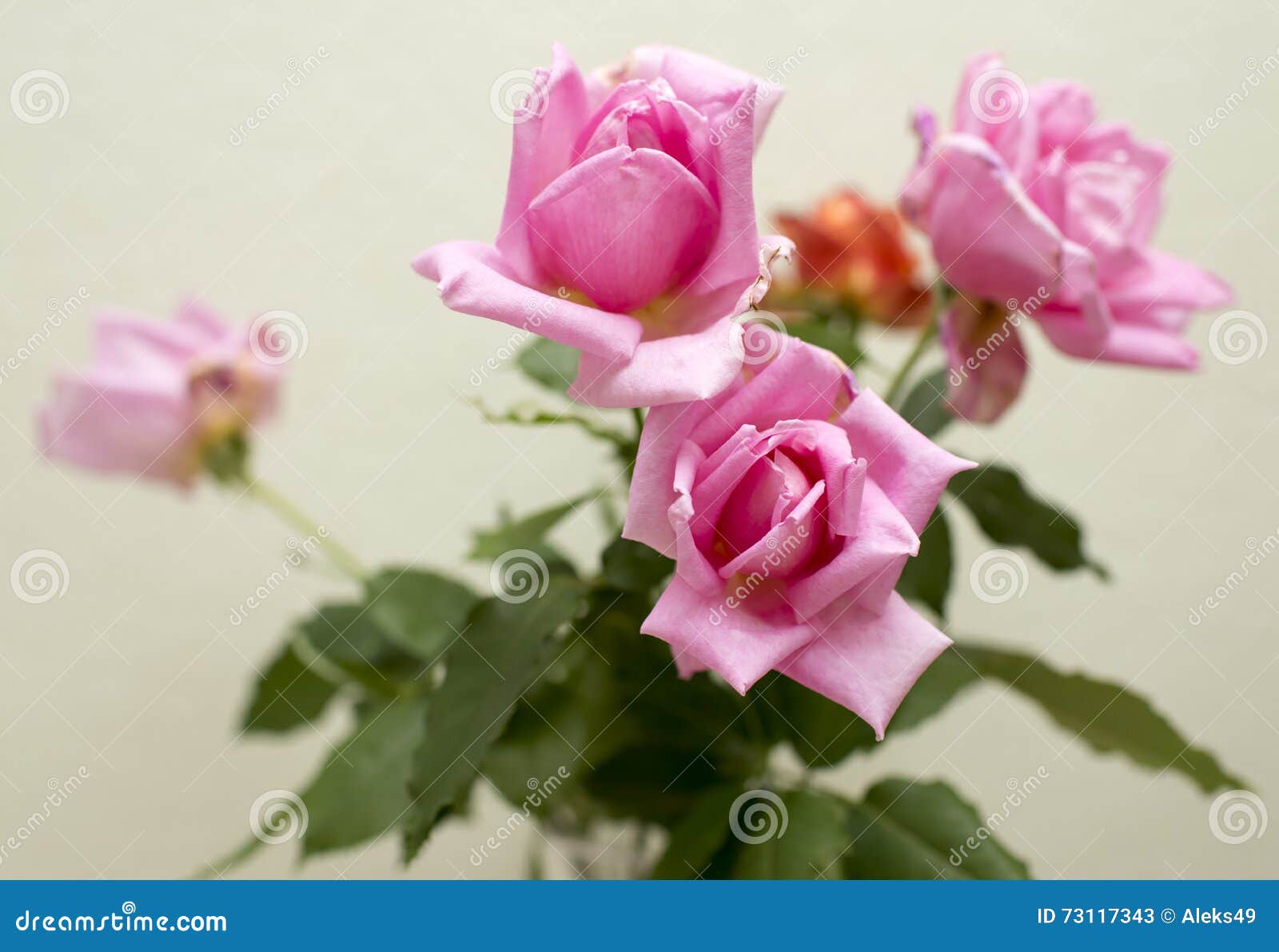 Bunch of beautiful roses stock image. Image of green 73117343