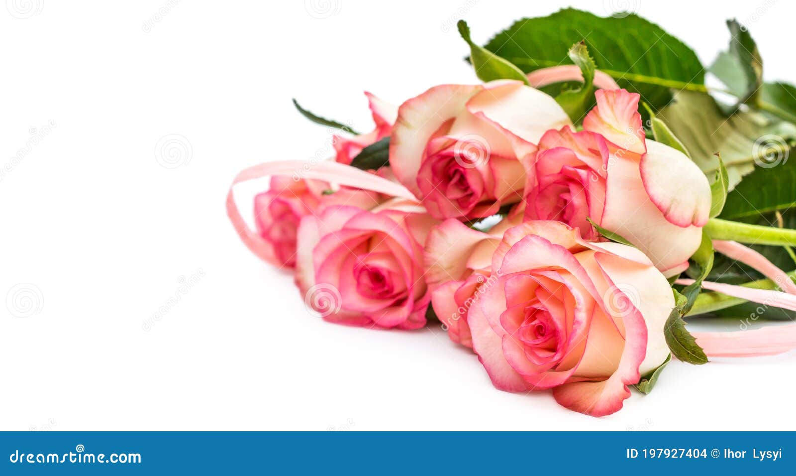 Bunch of Beautiful Roses on White Stock Photo Image of passion