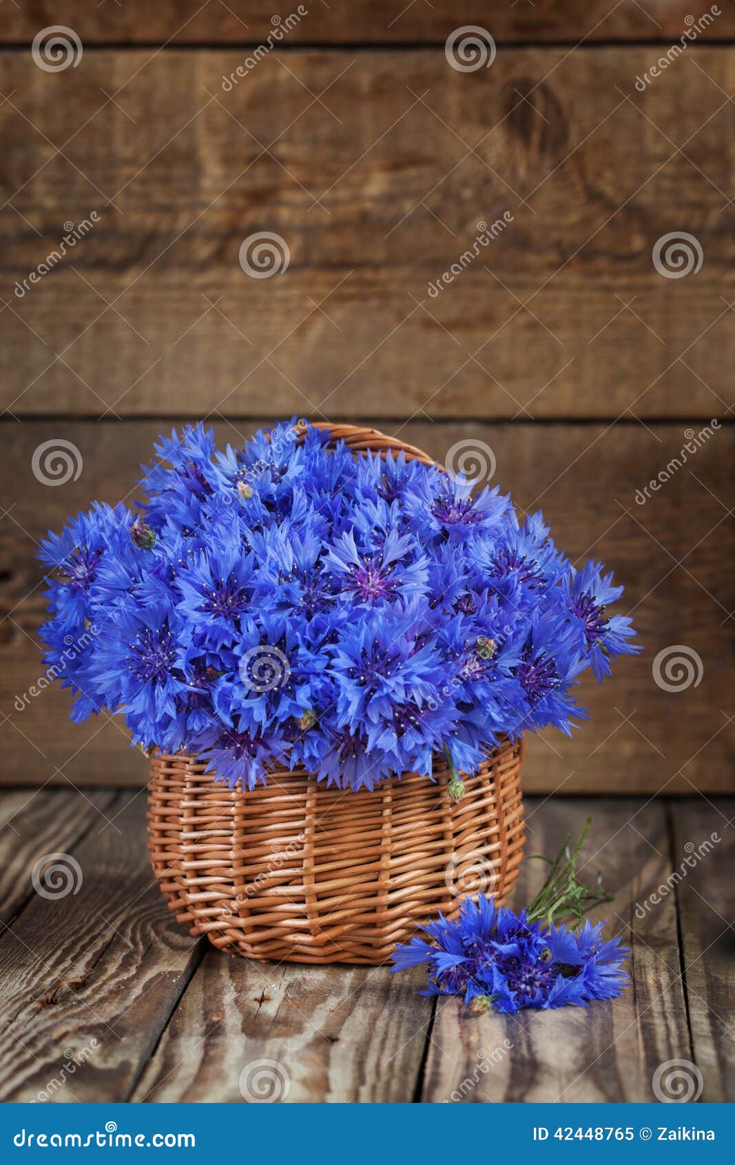 A Bunch of Beautiful Summer Flower of Cornflower in the Basket. Stock