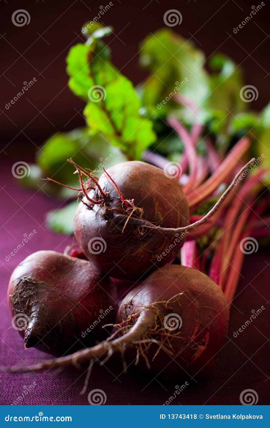 Bunch of beetroot stock photo. Image of focus, vertical 13743418